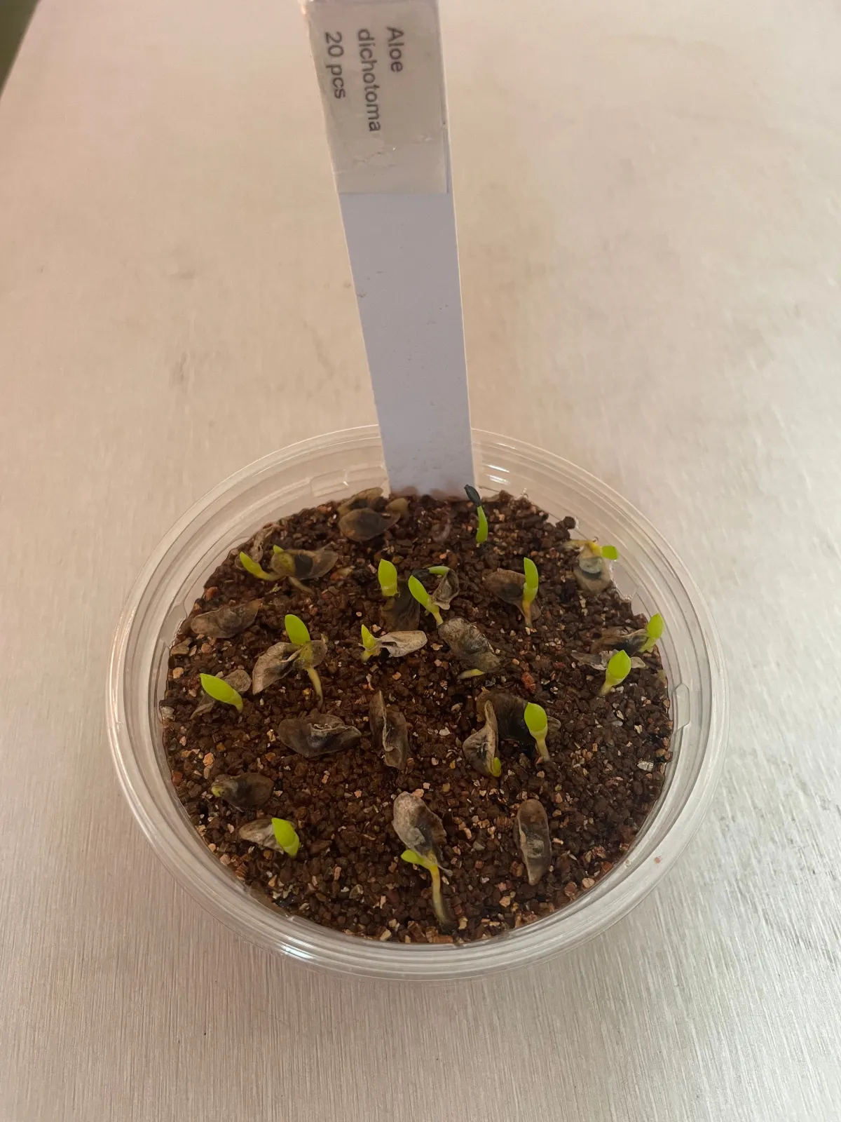 Aloe dichotoma (アロエ ディコトマ)