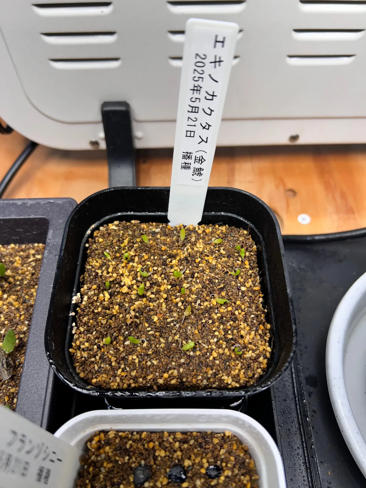 Echinocactus grusonii (エキノカクタス キンシャチ)