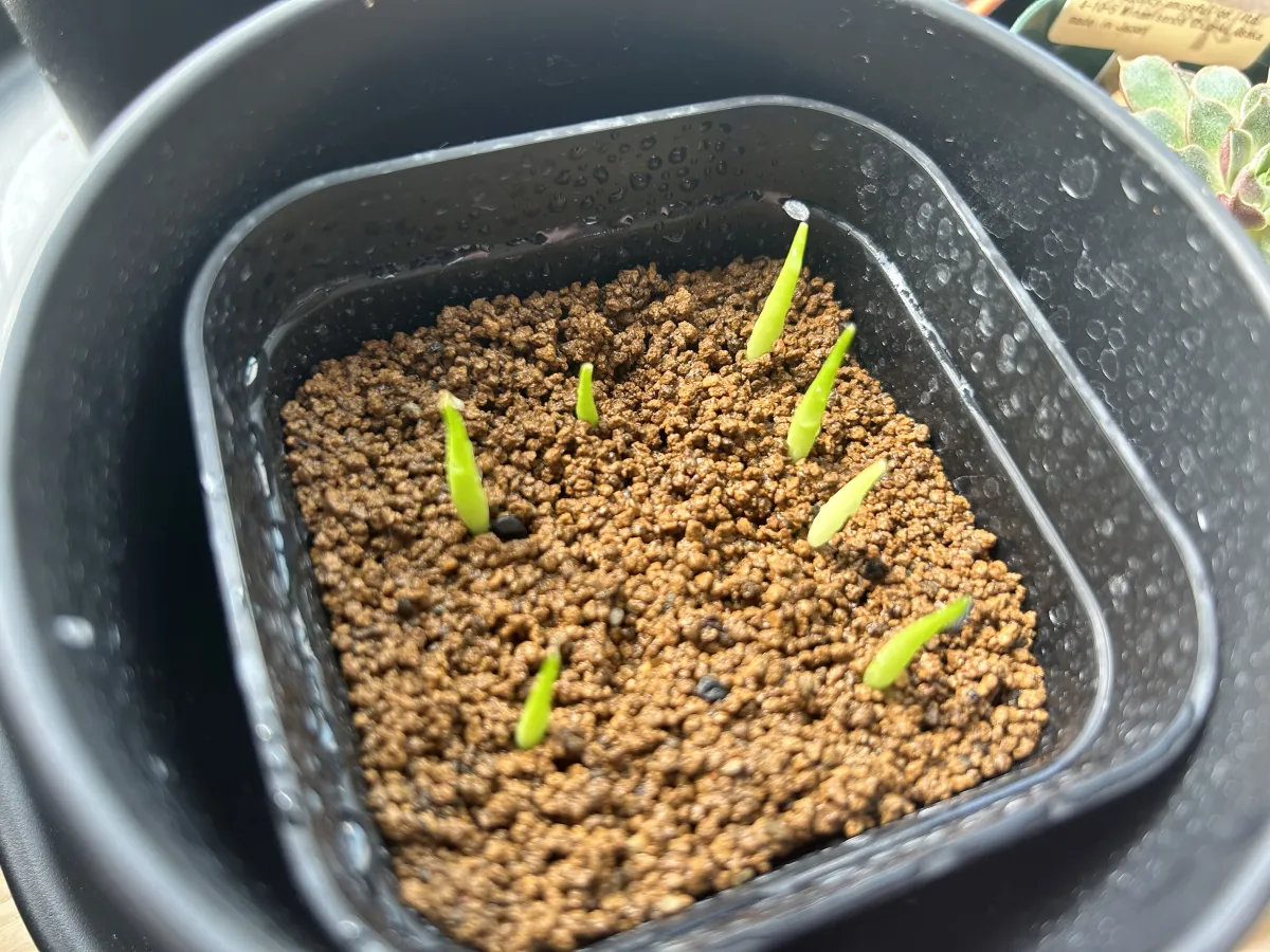 Agave victoriae-reginae ssp. swobodae 'Compacta' (アガベ スワボダエ コンパクタ‘’)