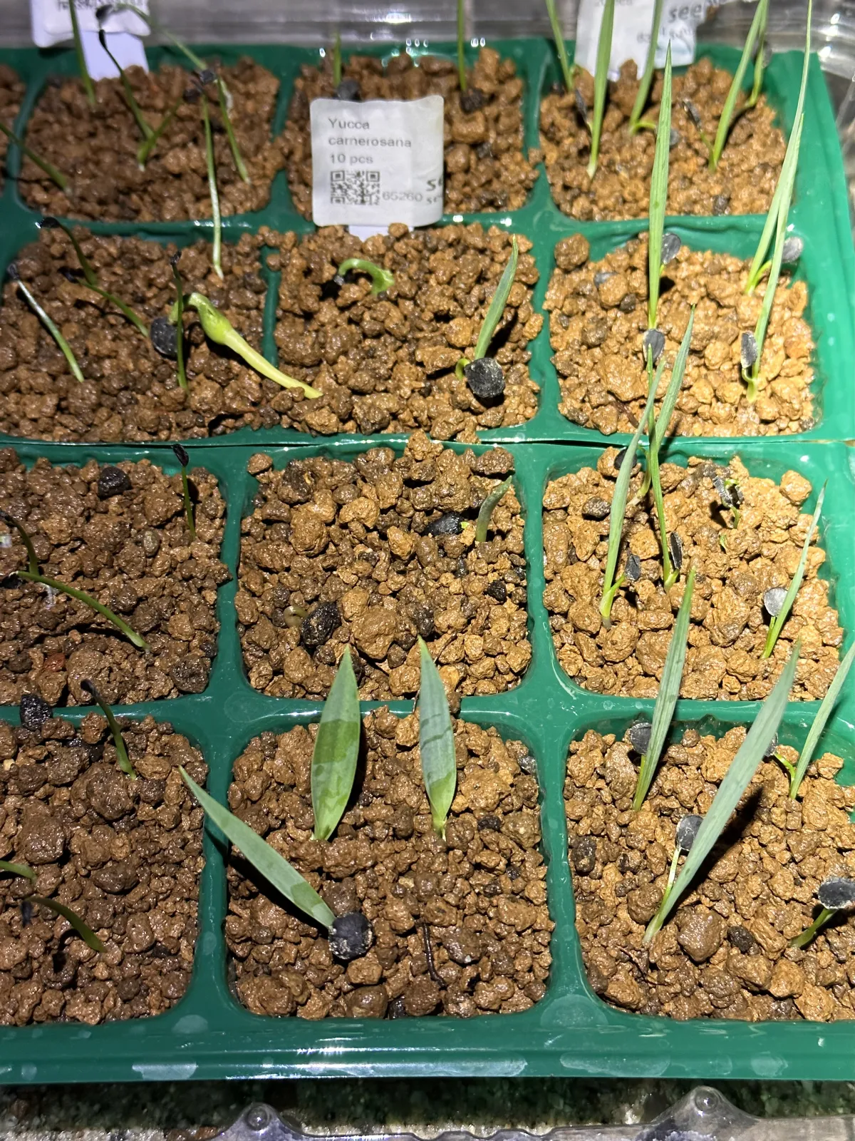 Yucca carnerosana (ユッカ カルネロサーナ)