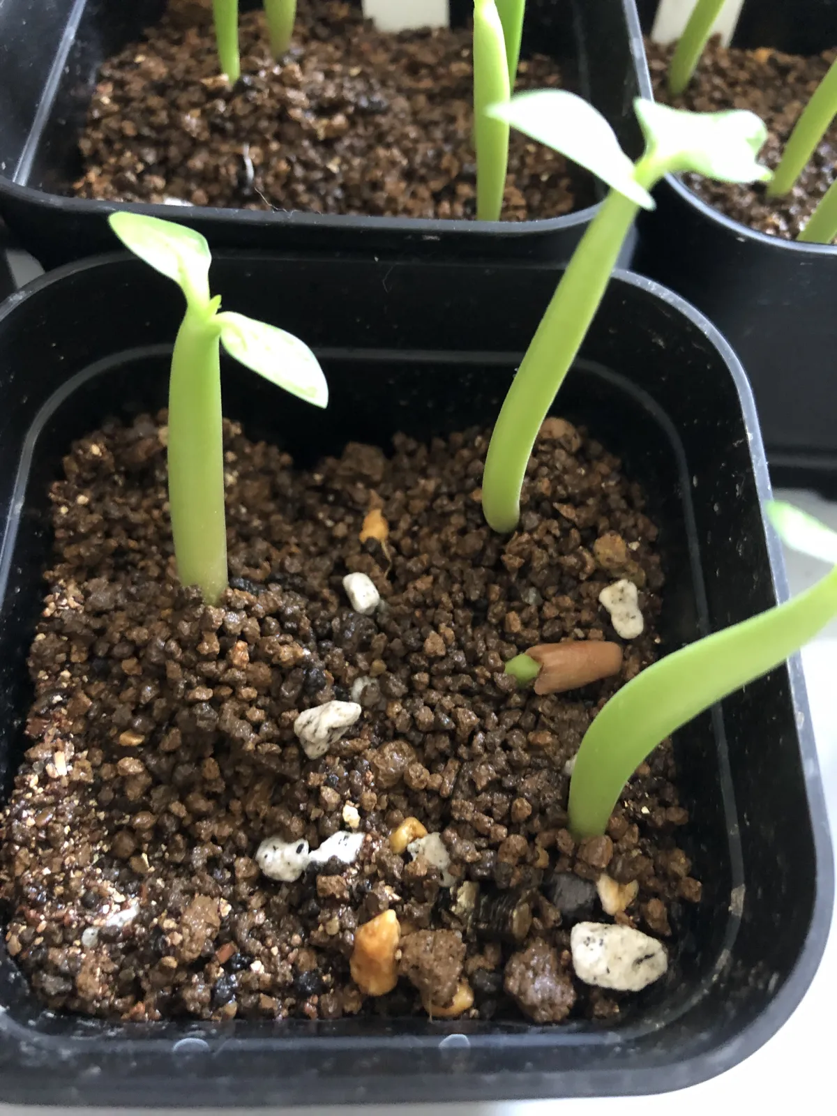 Adenium arabicum Black Giant (アデニウム アラビカム ブラックジャイアント)