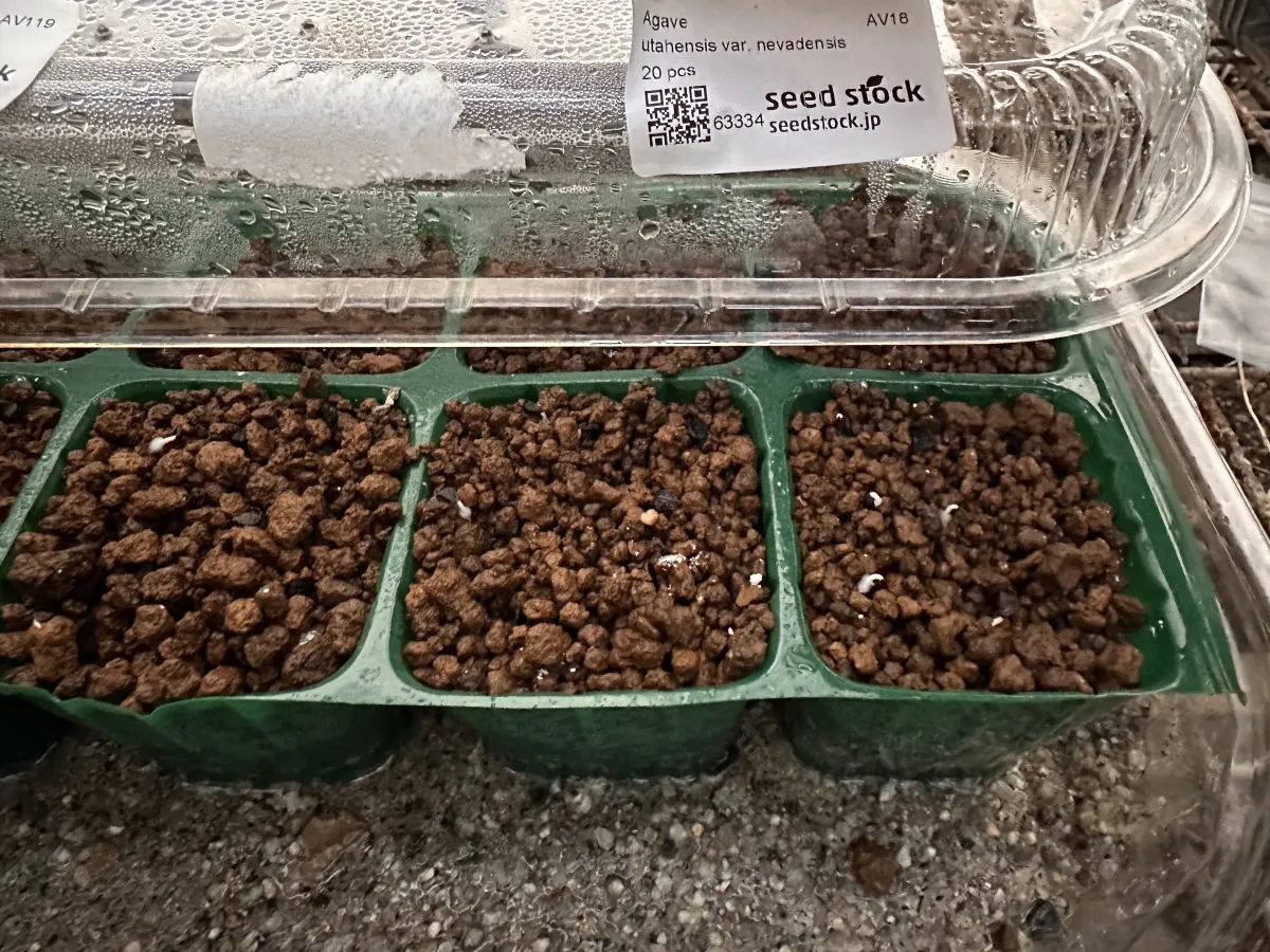 Agave utahensis var. nevadensis (アガベ ユタエンシス ネヴァデンシス)