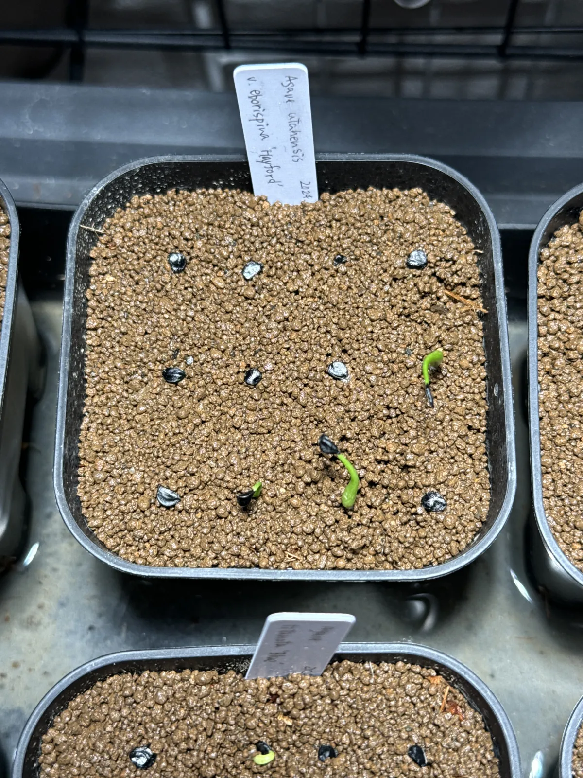 Agave utahensis var. eborispina 'Hayford' (アガベ エボリスピナ ヘイフォード)