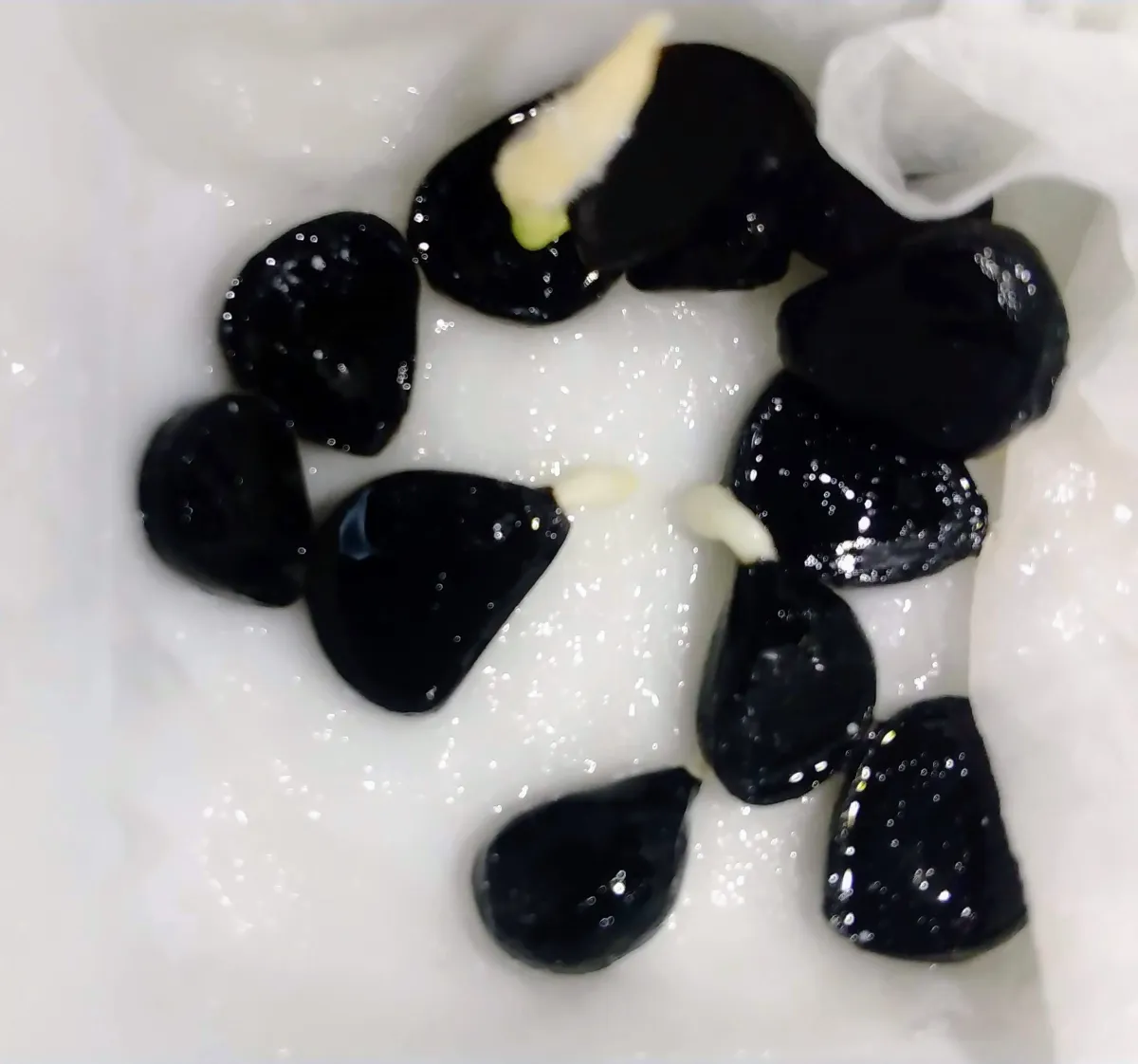 Yucca baccata var. baccata (ユッカ バッカタ)