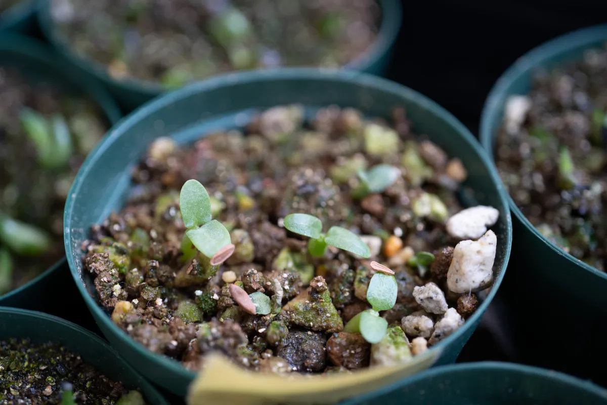 Pachypodium densiflorum var. densiflorum (パキポディウム デンシフローラム)