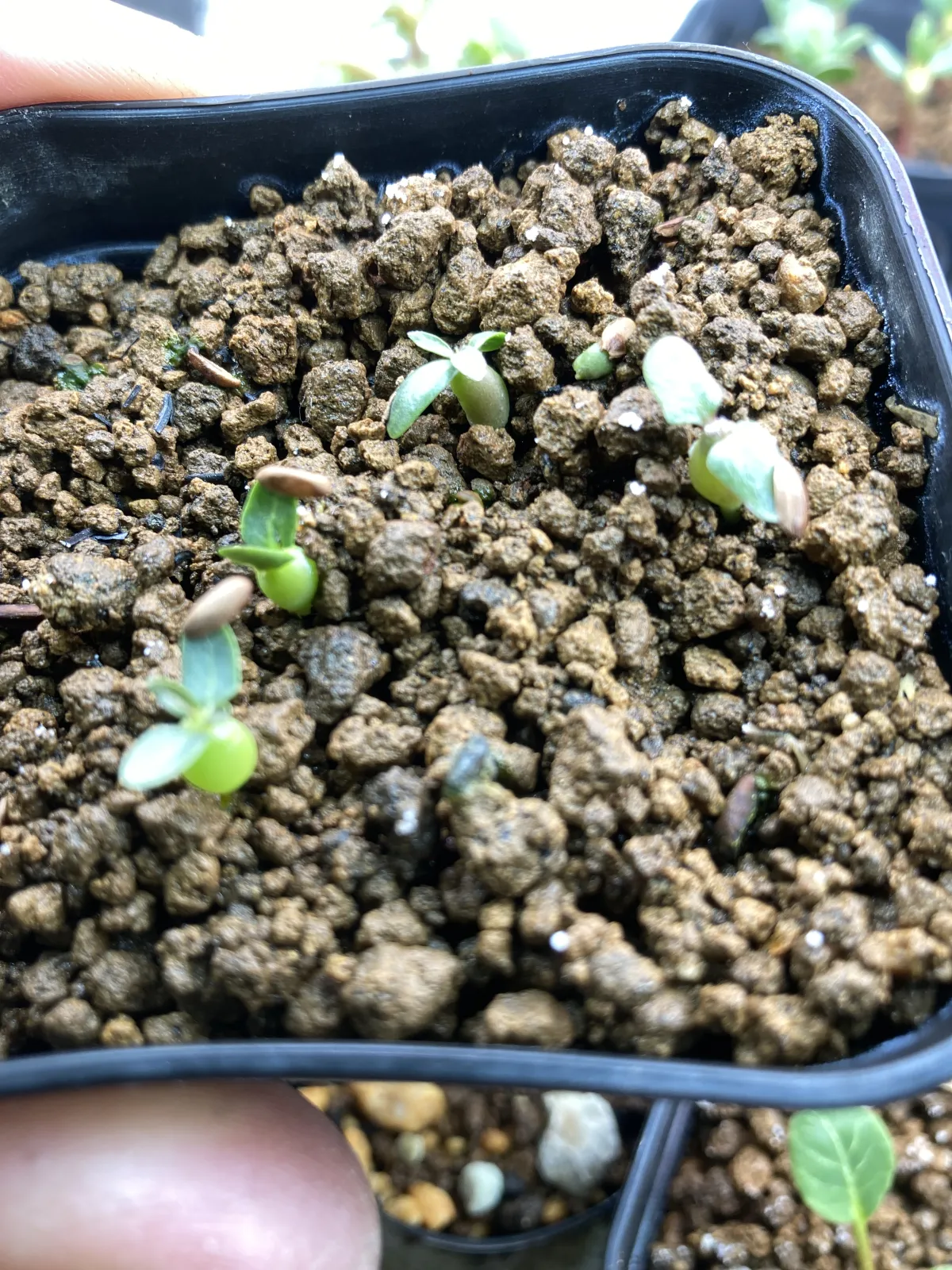 Pachypodium densiflorum var. brevicalyx (パキポディウム ブレビカリックス)