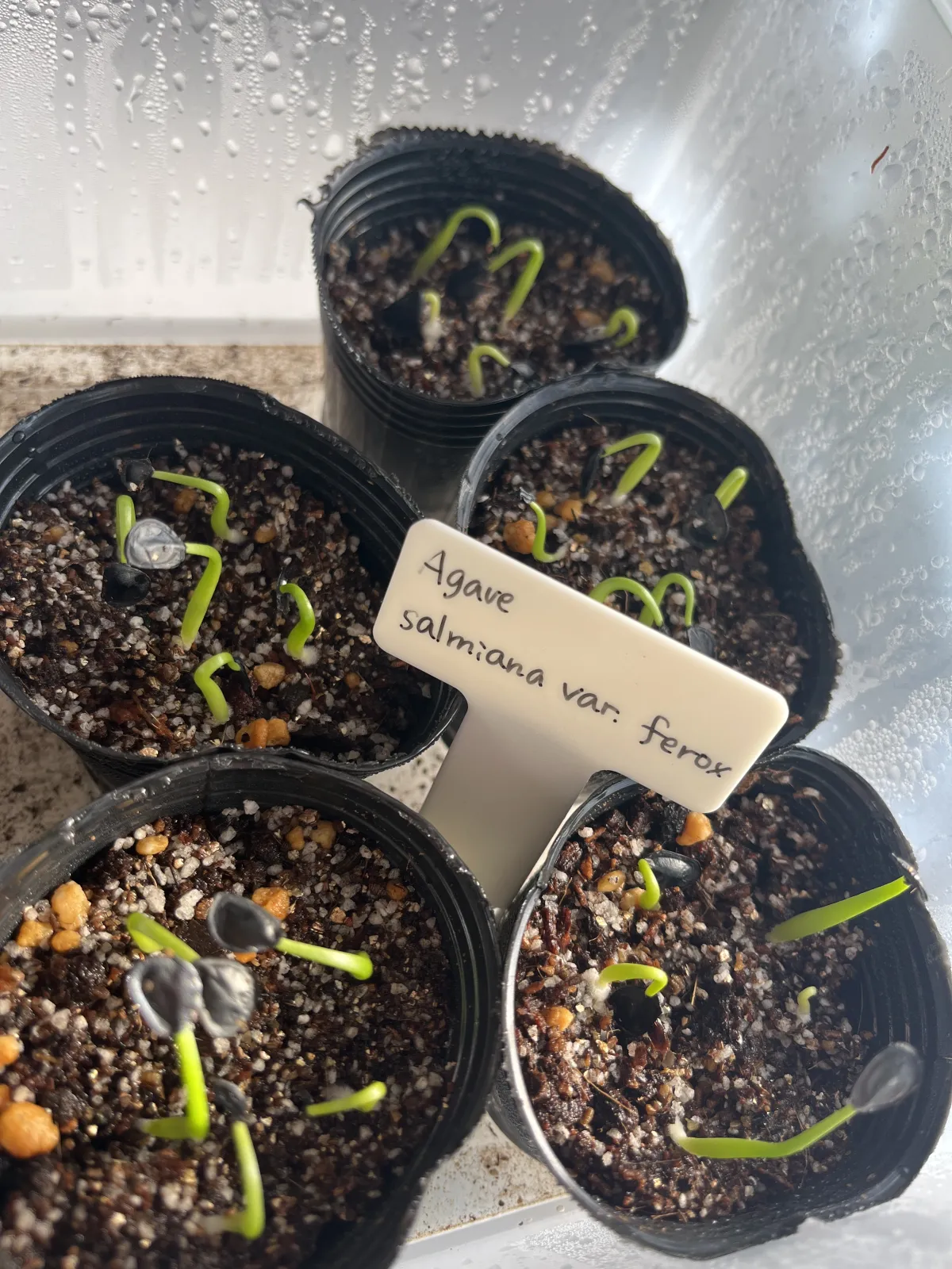 Agave salmiana var. ferox (アガベ フェロックス)