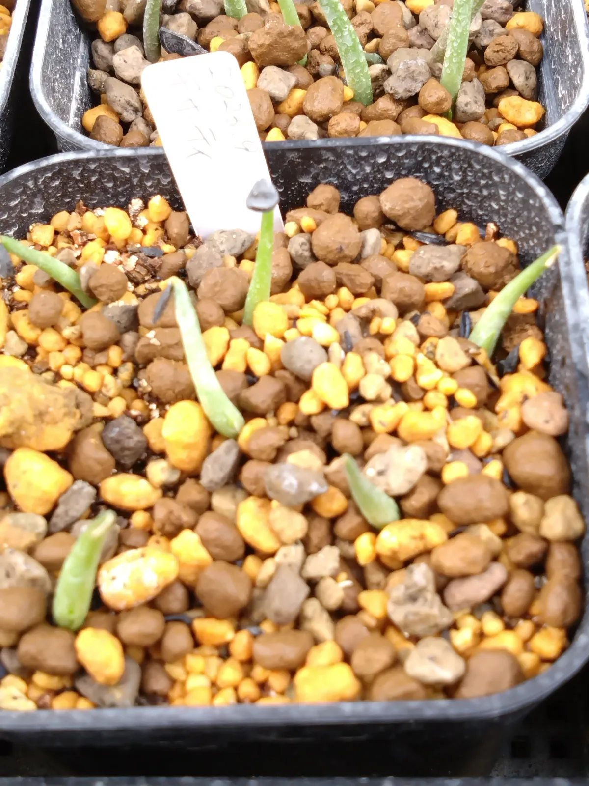 Agave deserti var. deserti (アガベ デザーティ)