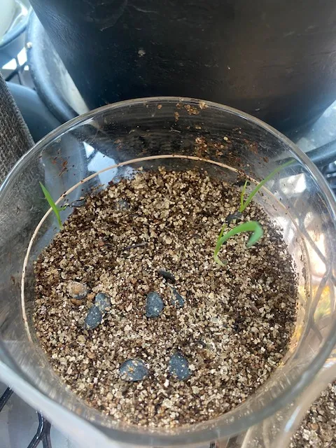 Yucca elata (ユッカ エラータ)