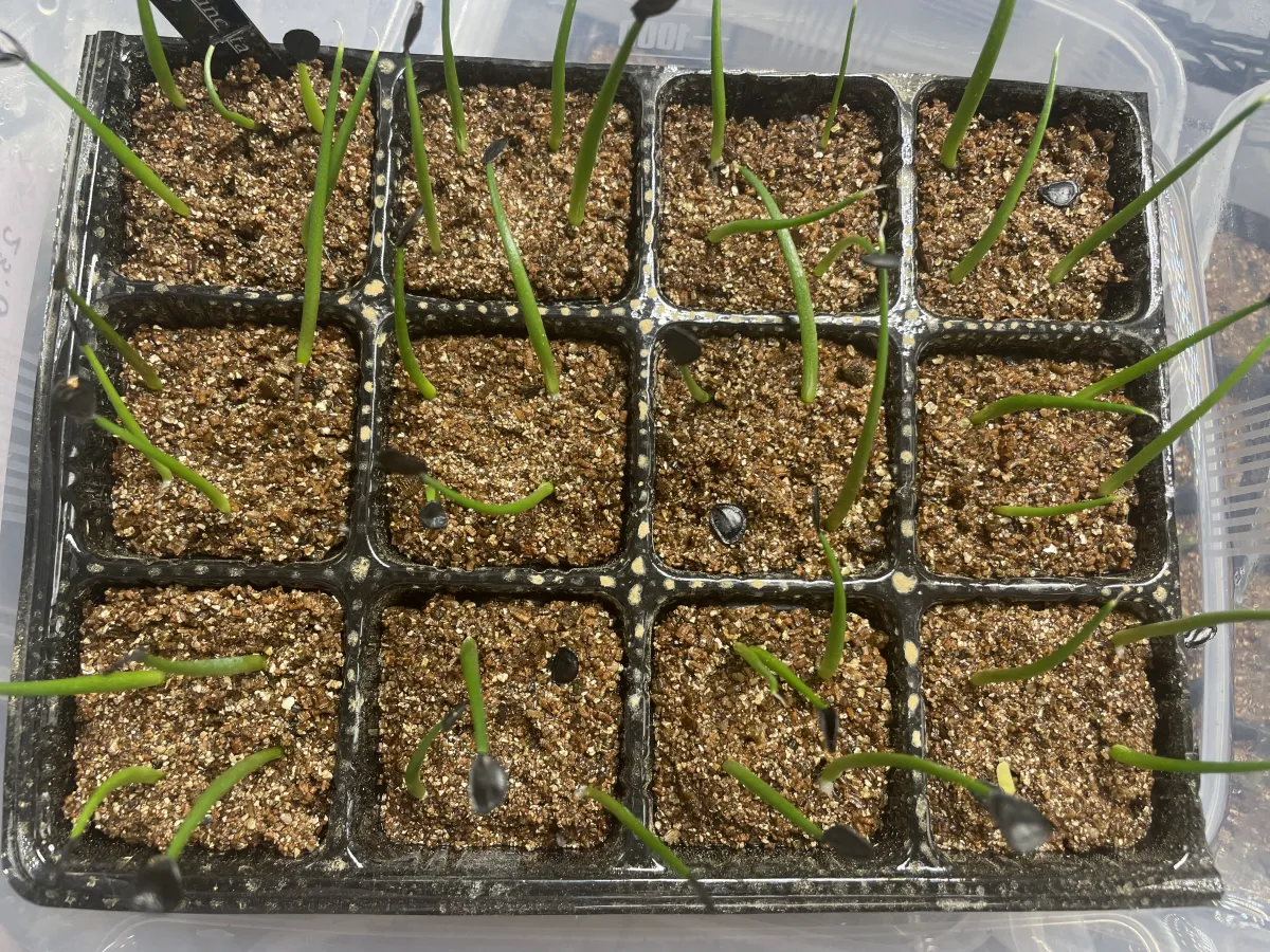 Agave parryi var. truncata (アガベ パリー トランカータ)