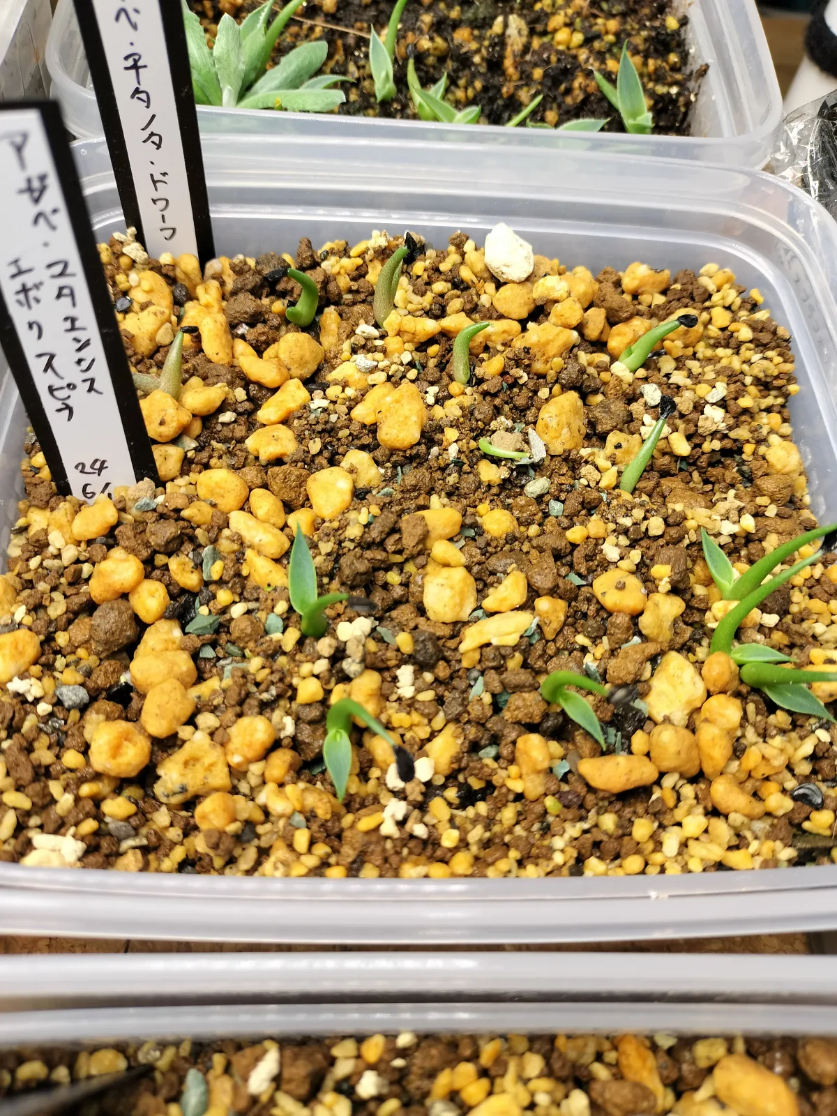 Agave utahensis var. eborispina (アガベ エボリスピナ)