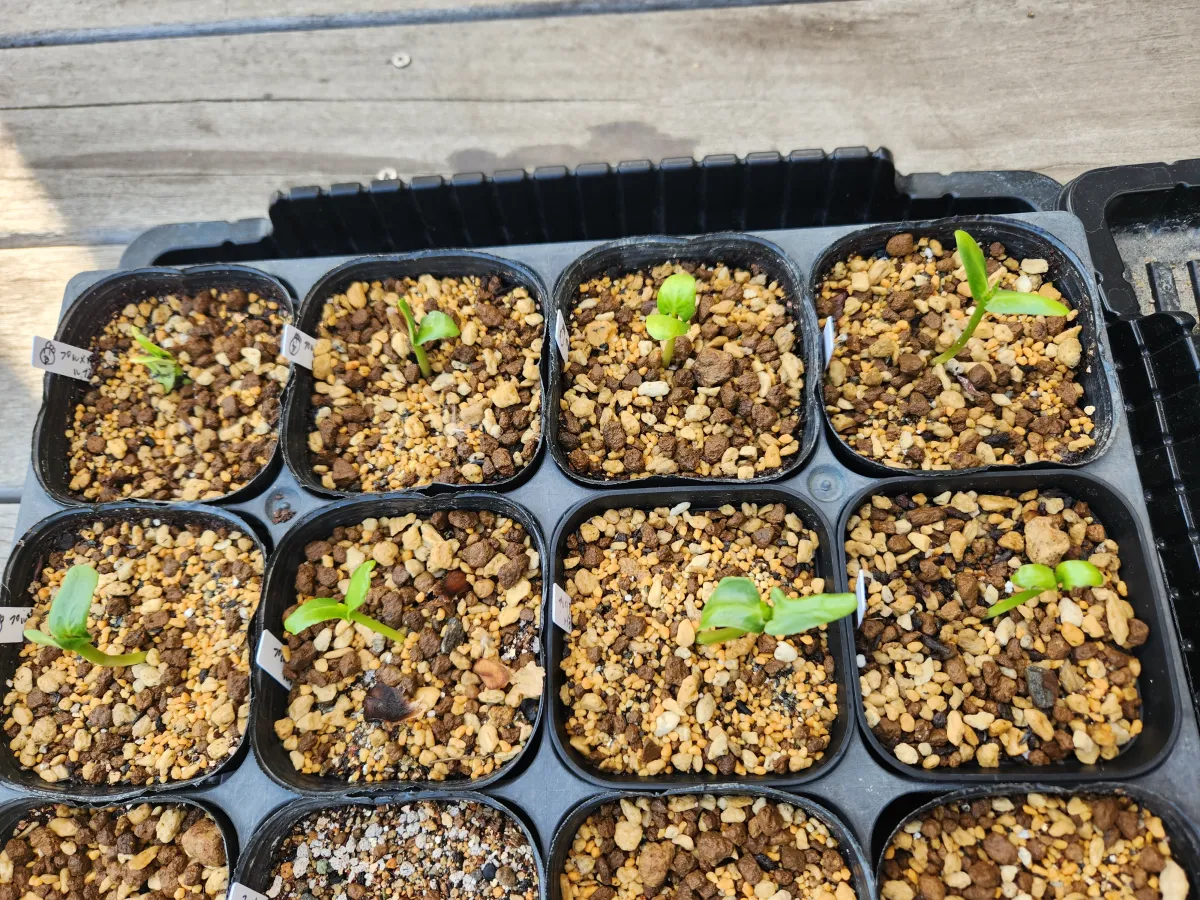 Plumeria rubra (プルメリア ルブラ)