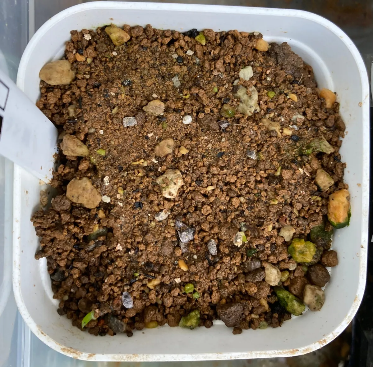 Aloe parvula (アロエ パルブラ 女王錦)