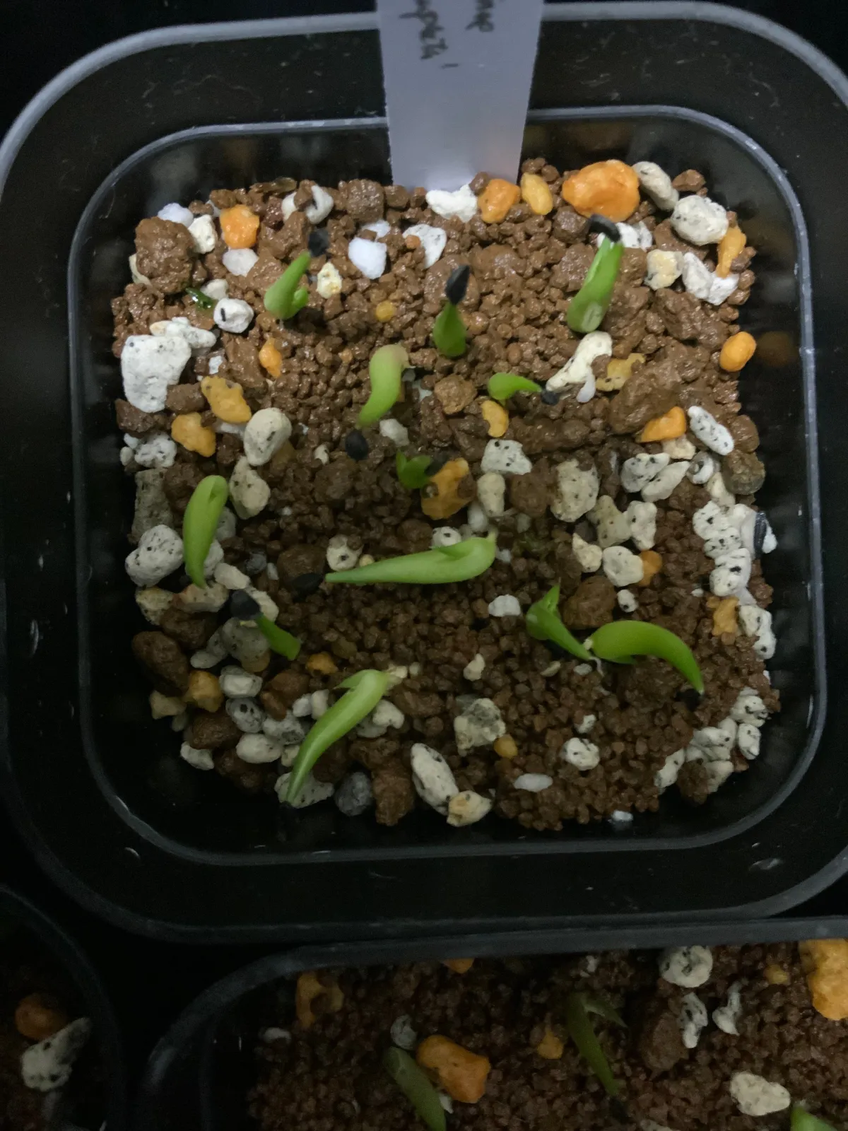 Agave victoriae-reginae ssp. swobodae 'Compacta' (アガベ スワボダエ コンパクタ‘’)