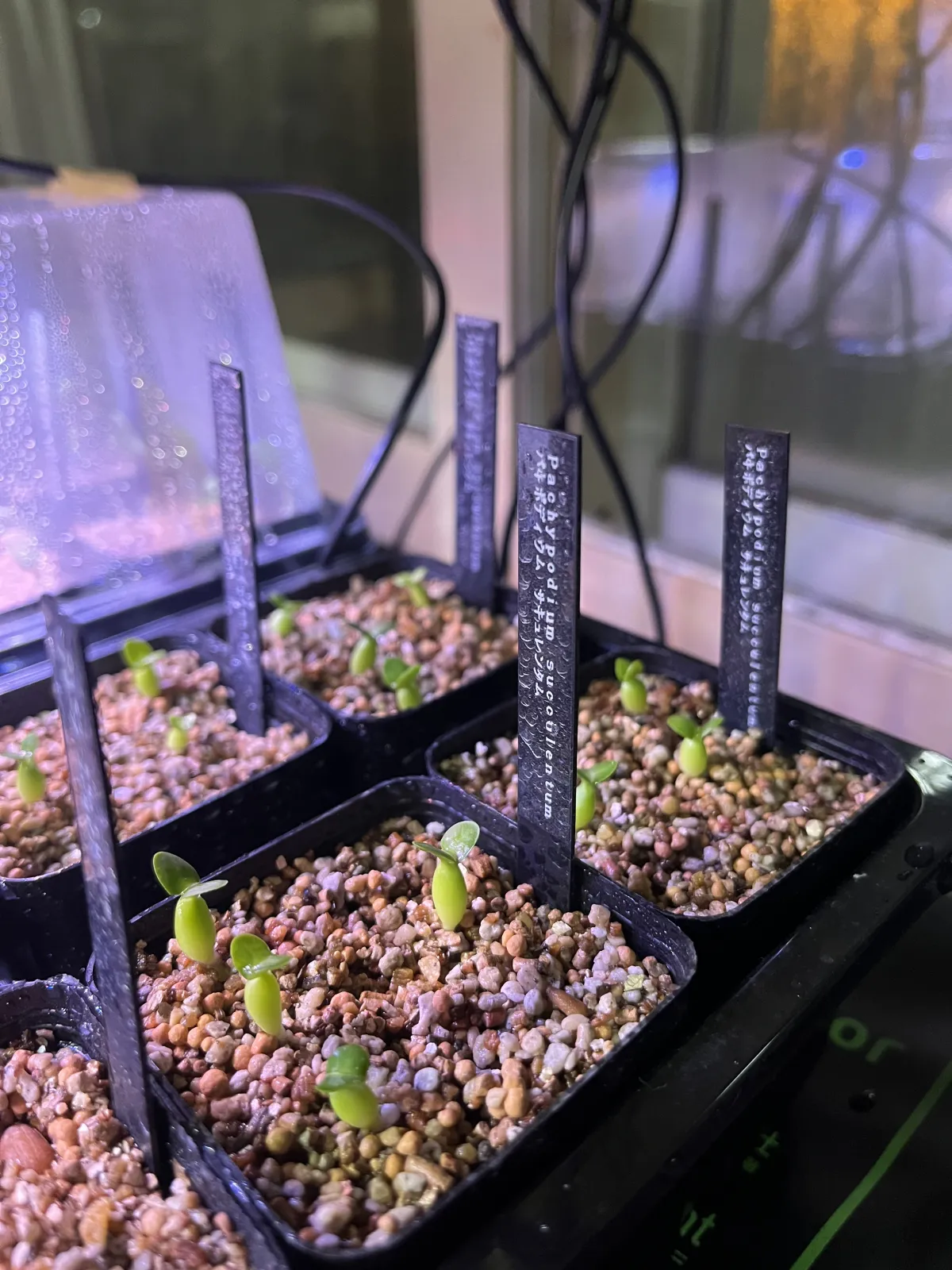 Pachypodium succulentum (パキポディウム サキュレンタム 天馬空)