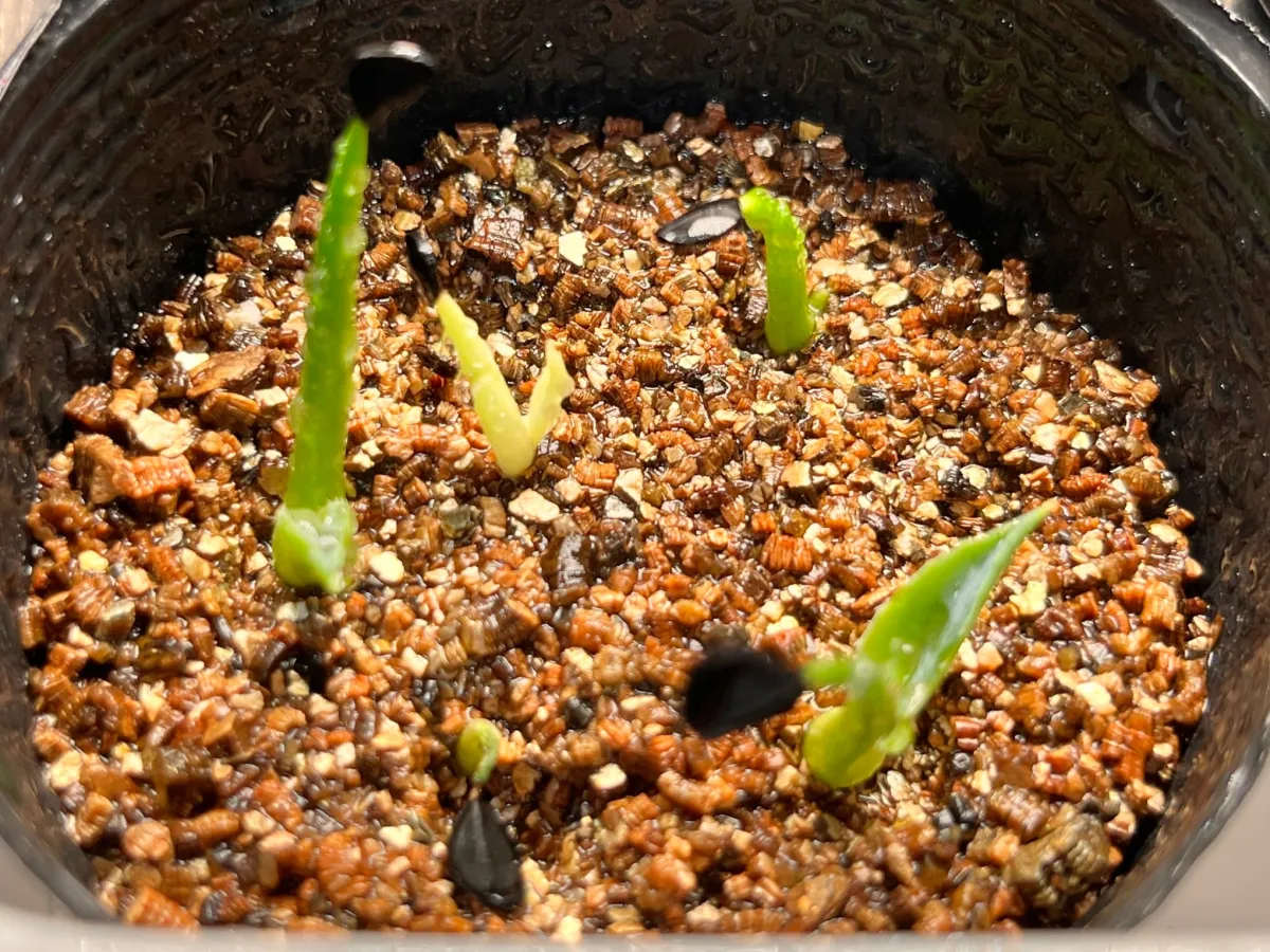 Agave parrasana (アガベ パラサナ)