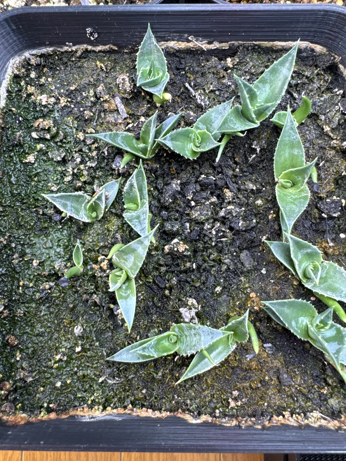 Agave utahensis ssp. utahensis 'Compacta' (アガベ ユタエンシスコンパクタ)