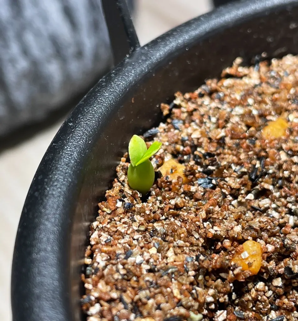 Pachypodium bispinosum (パキポディウム ビスピノーサム)