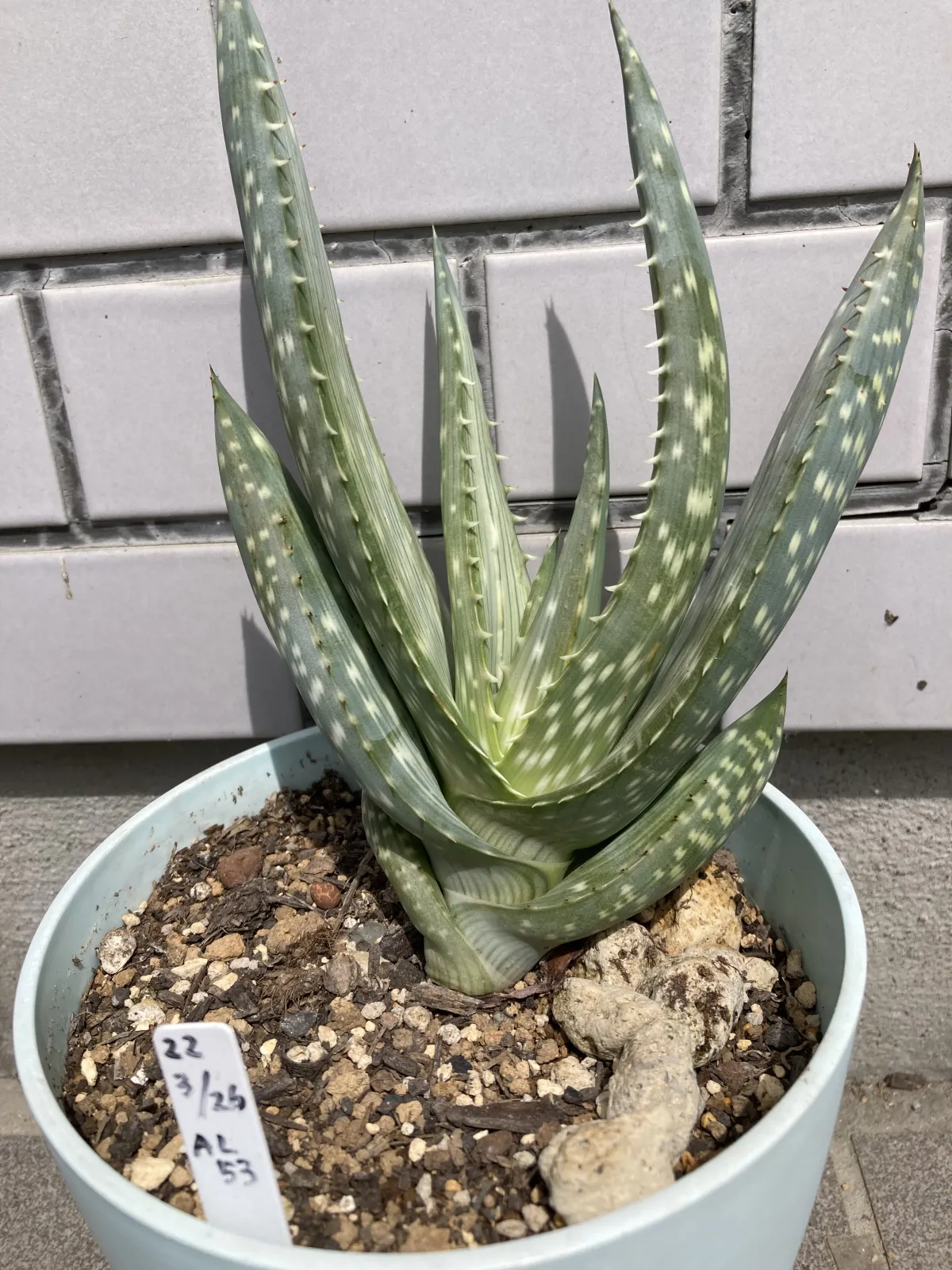 Aloe gariepensis (アロエ ガリエペンシス)