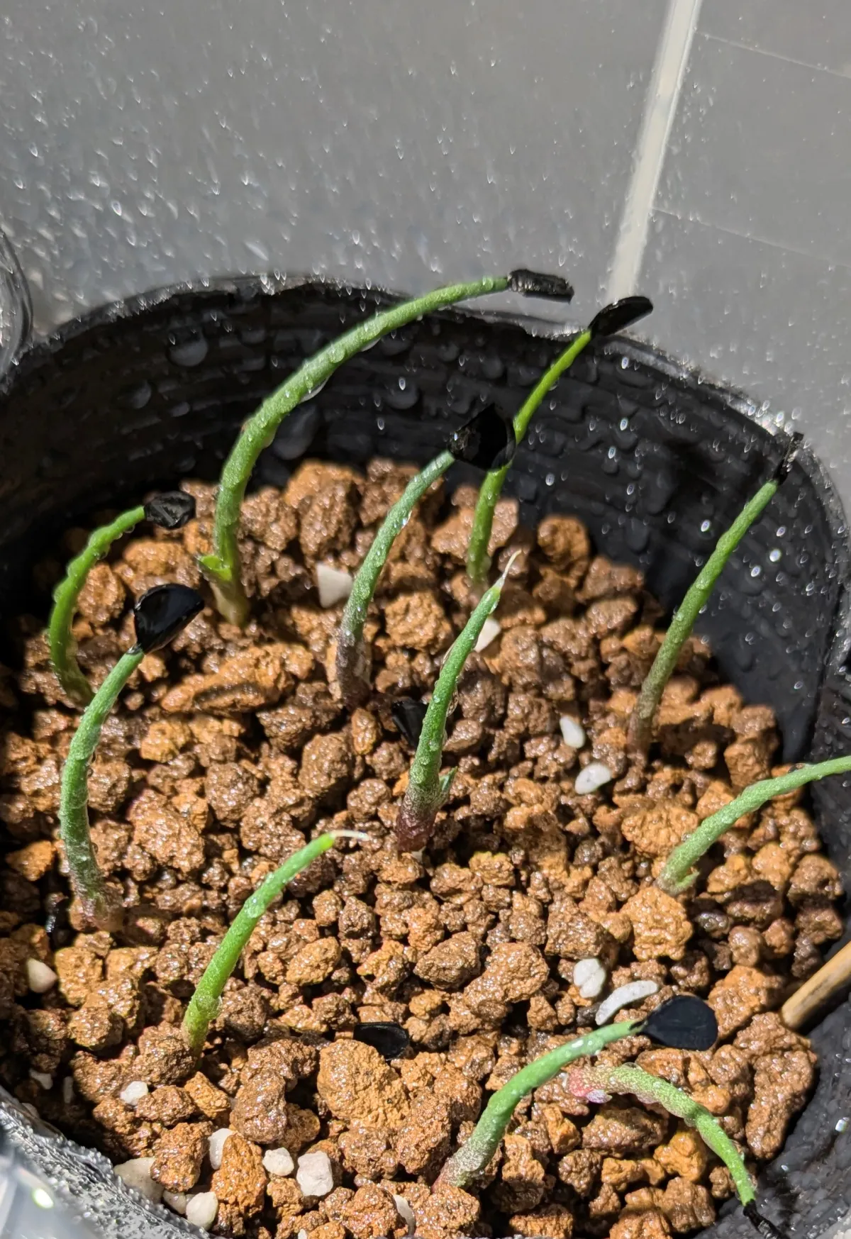 Agave guadalajarana (アガベ グアダラハラナ)