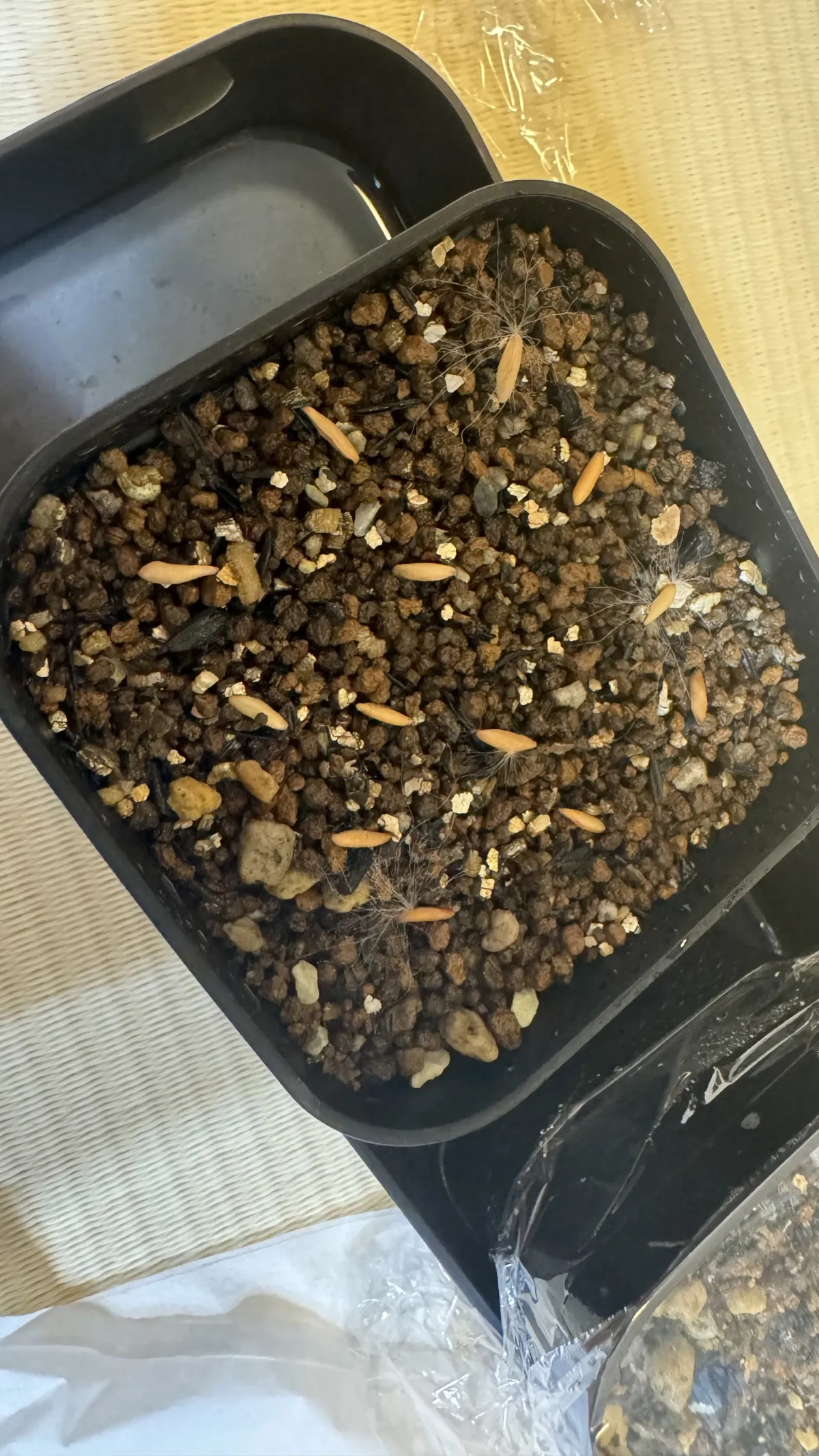 [無料種子] 発芽難 パキポディウム グラキリス　 Pachypodium rosulatum var. gracilius