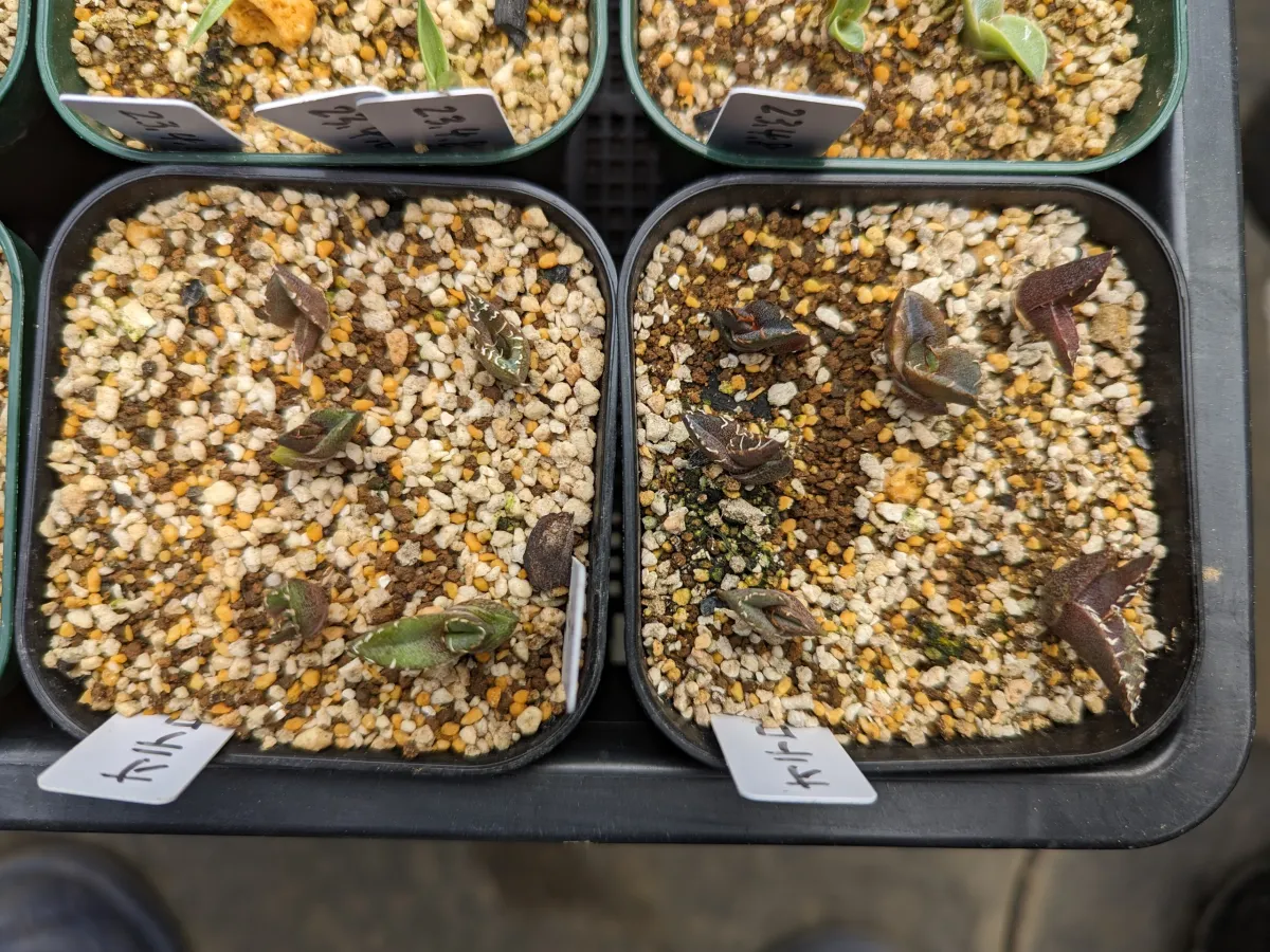 Agave oteroi (アガベ オテロイ)