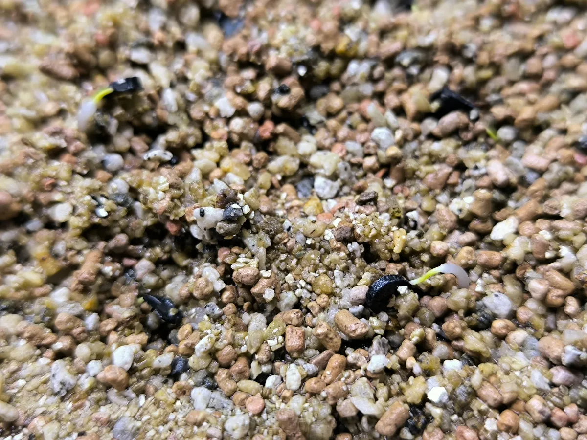 Hesperocallis undulata (ヘスペロカリス アンデュラータ)