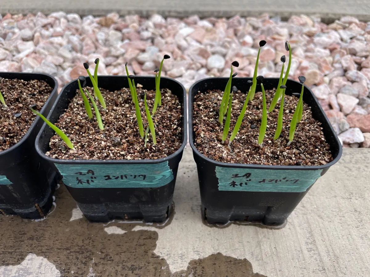 Agave utahensis var. nevadensis 'Compacta' (アガベ ネバデンシス コンパクタ)