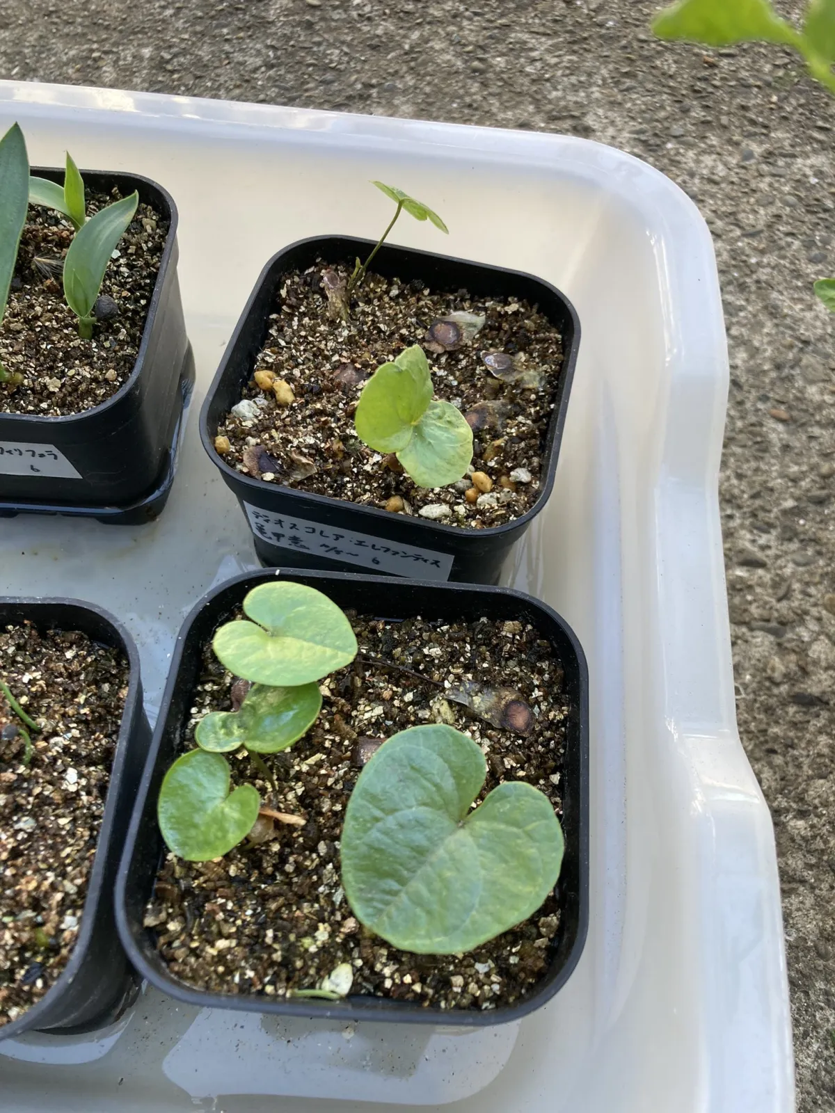 Dioscorea elephantipes (ディオスコレア エレファンティペス2023F)