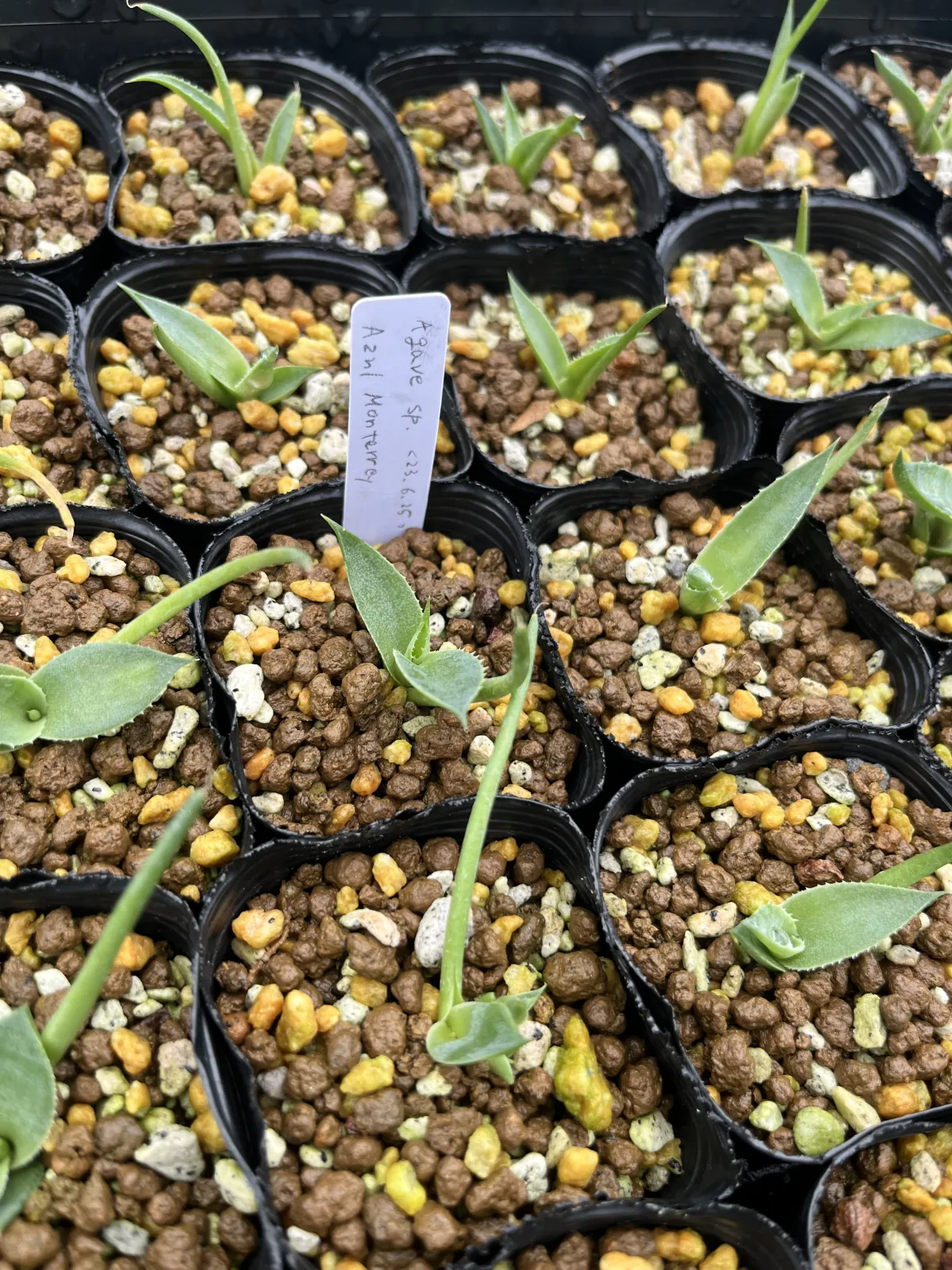 Agave Agave sp 'Azul Monterrey' (アガベ アズールモントレー)