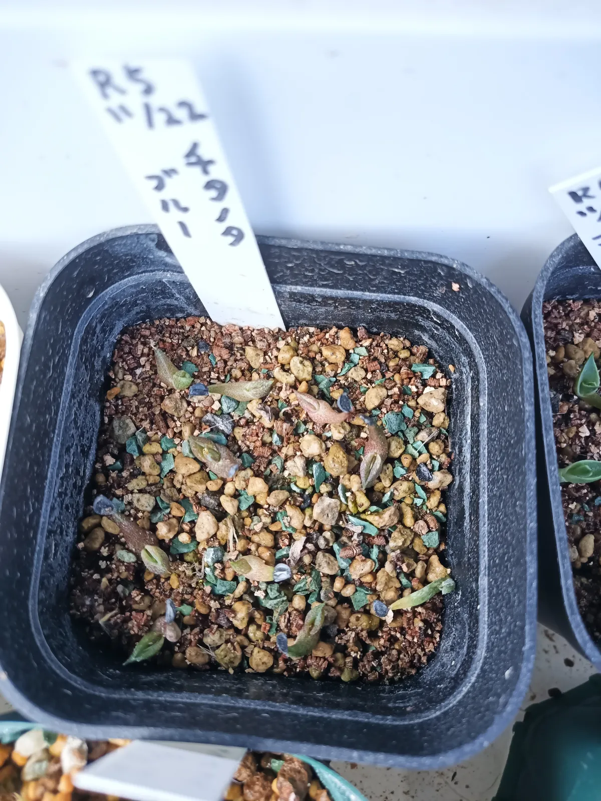 Agave titanota 'Blue' (アガベ チタノタブルー)