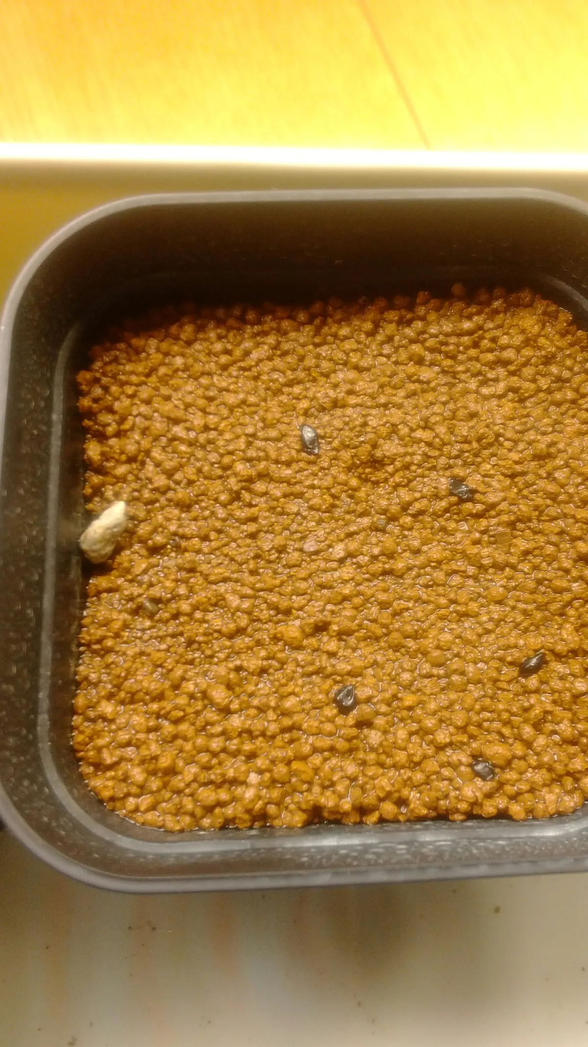 Aloe polyphylla (アロエ ポリフィラ)