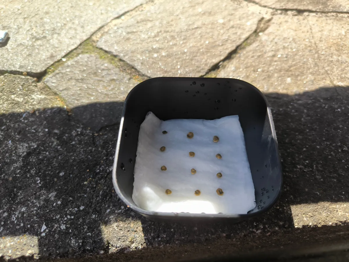 Opuntia engelmannii var. engelmannii (オプンティア エンゲルマニー)