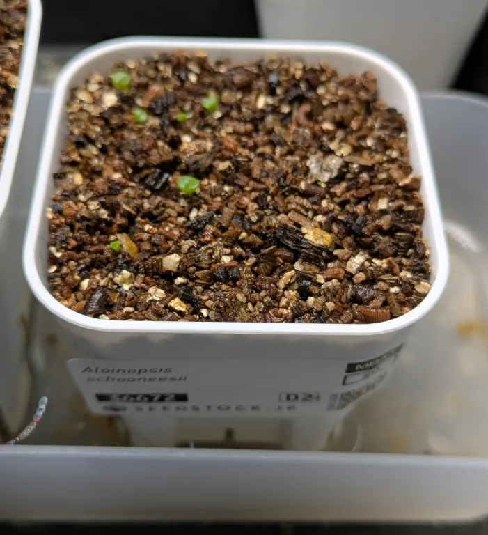 Aloinopsis schooneesii (アロイノプシス スクーネーシー)