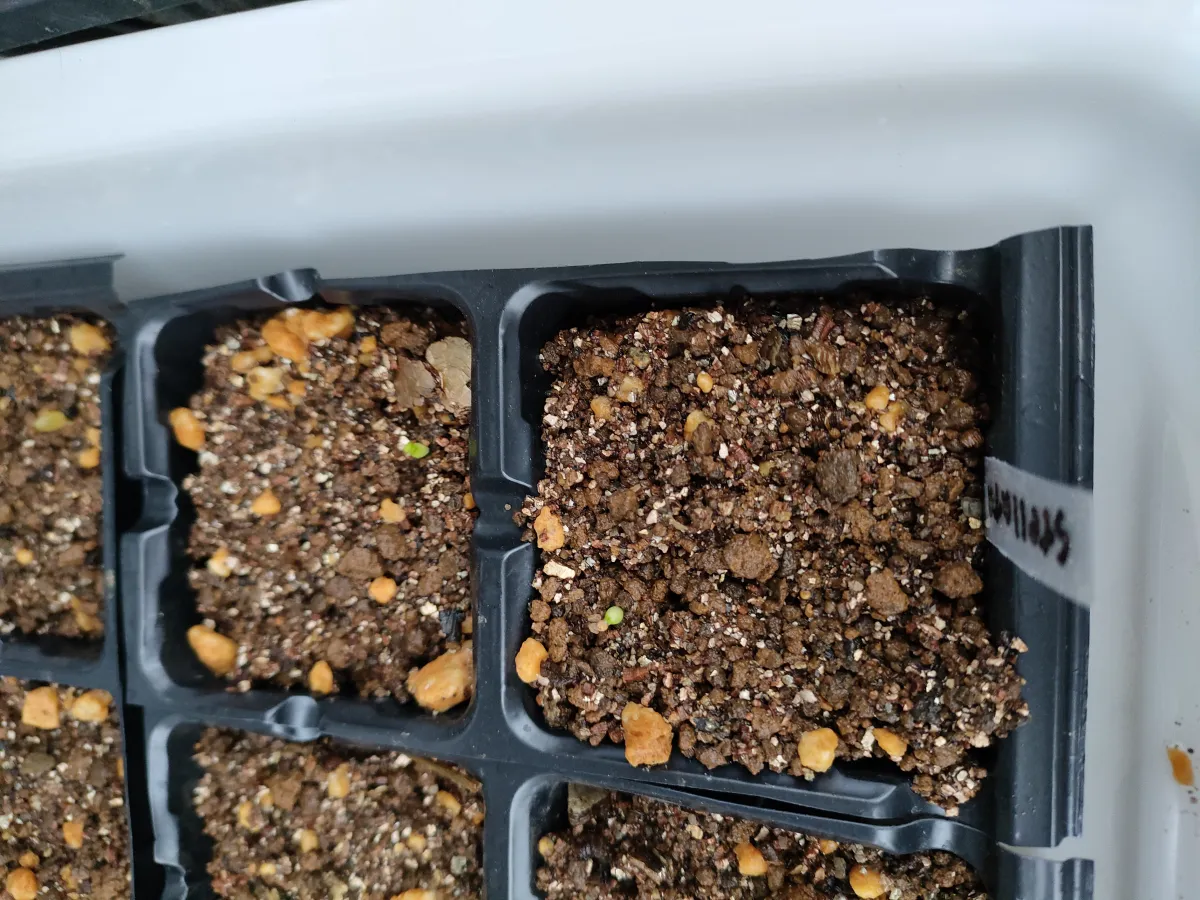 Euphorbia stellata (ユーフォルビア ステラータ 飛竜)