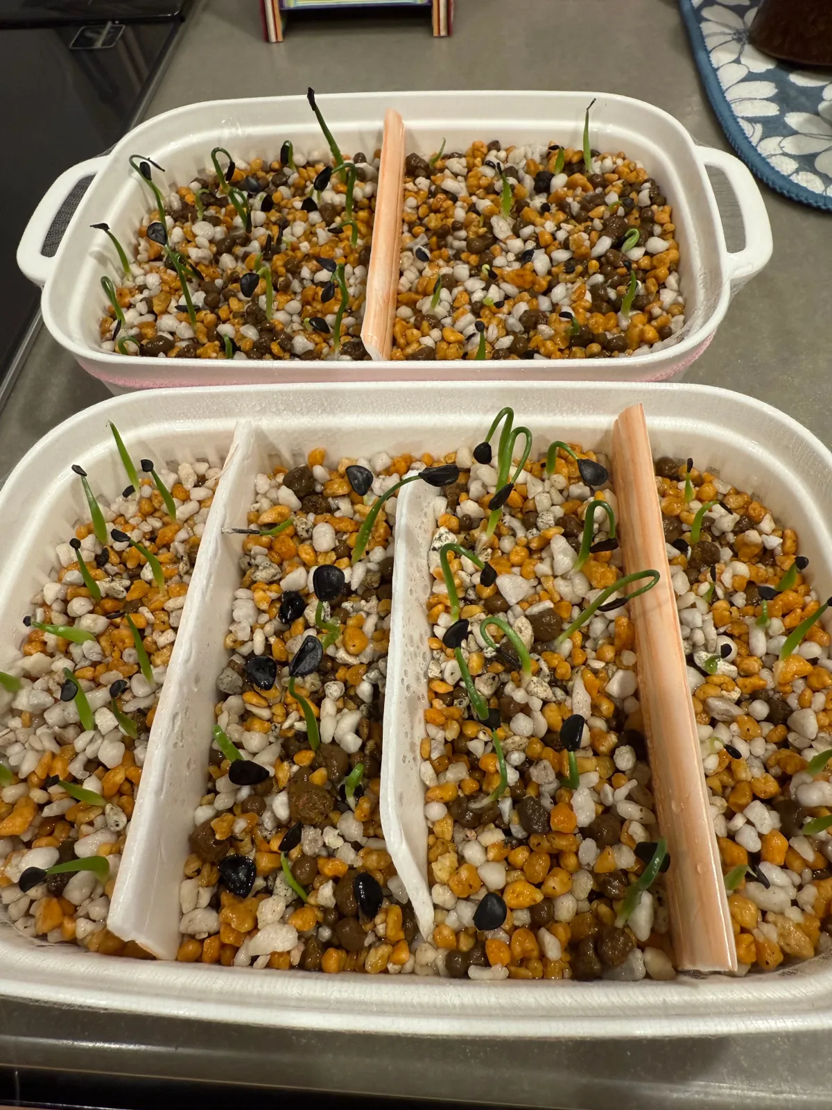 Agave oteroi (アガベ オテロイ)