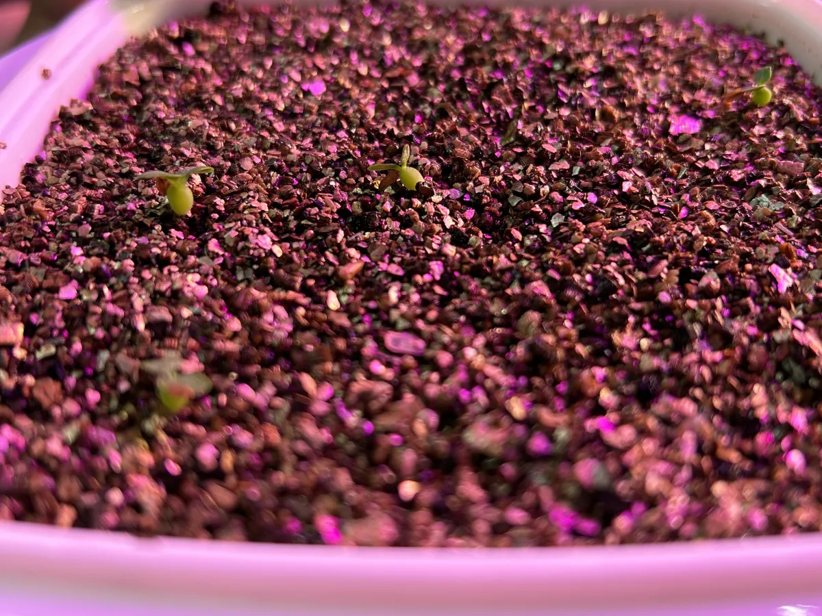 Pachypodium brevicaule subsp. leucoxanthum (パキポディウム レウコキサンツム)