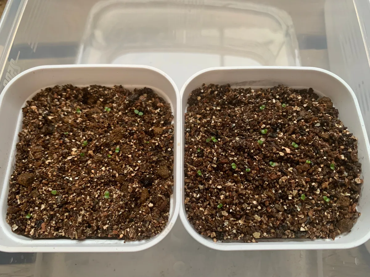 Tylecodon paniculatus (ティレコドン パニクラタス)