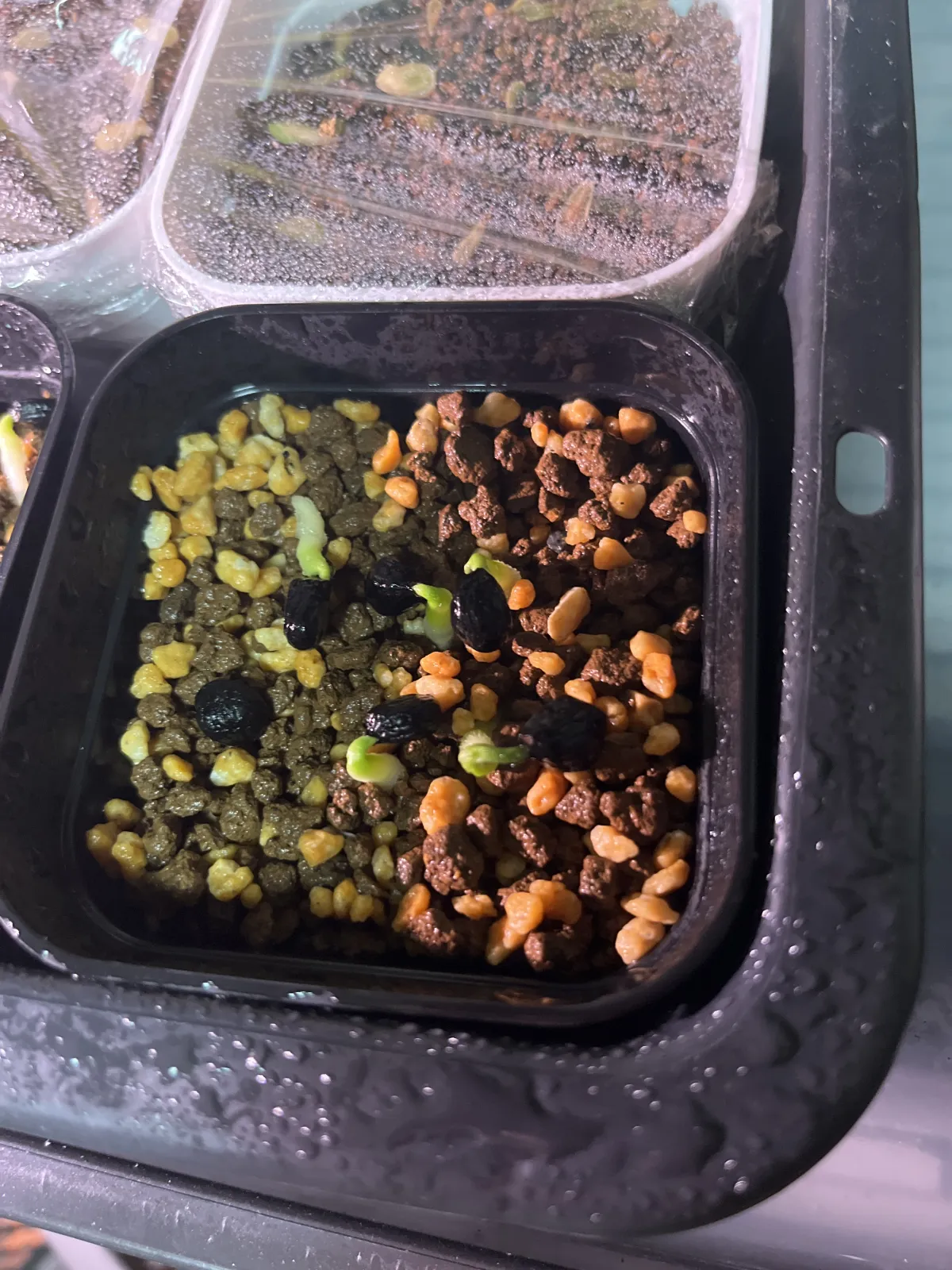 Yucca carnerosana (ユッカ カルネロサーナ)