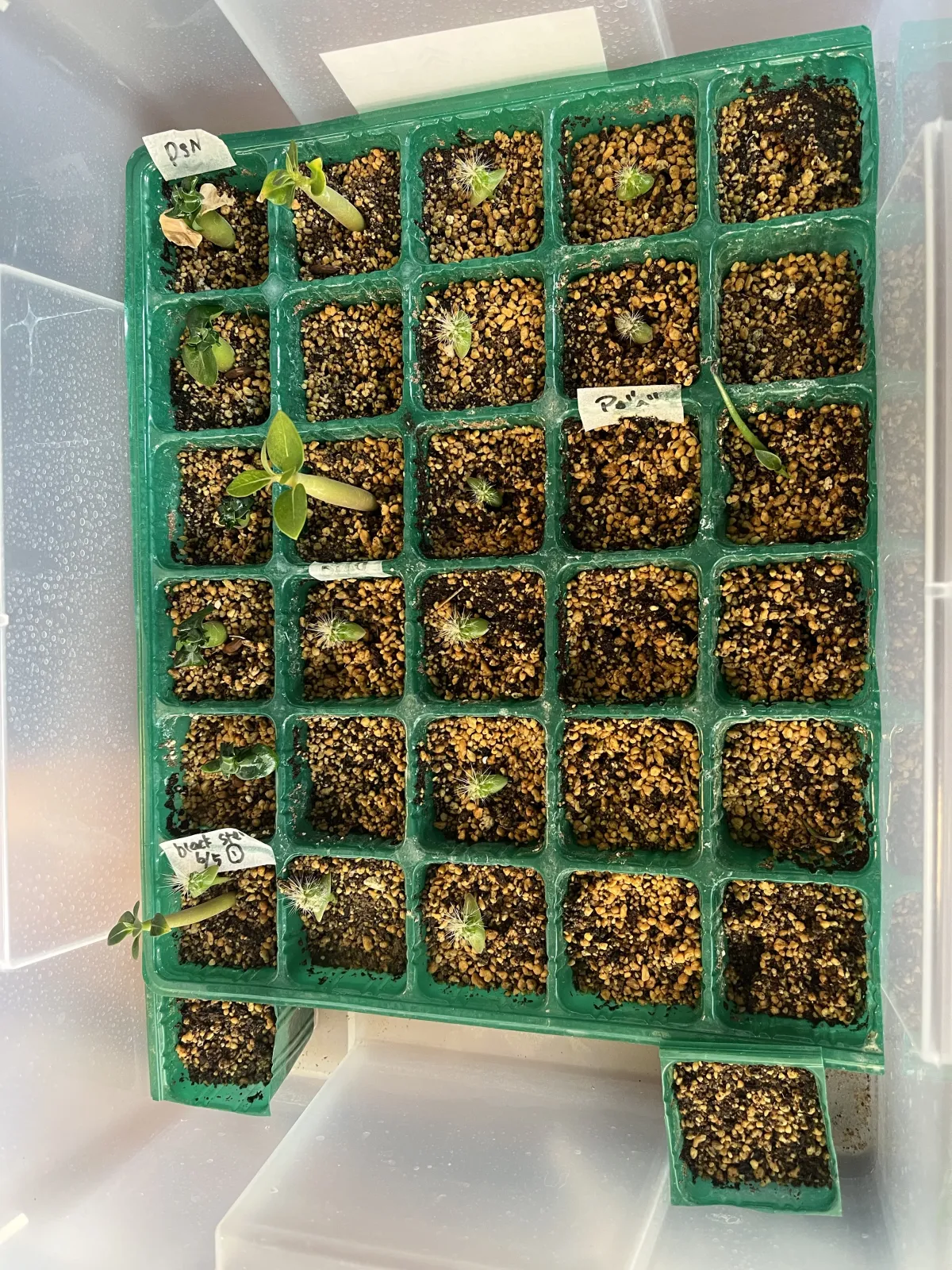 Pilosocereus chrysacanthus (ピロソケレウス クリサカンサス)