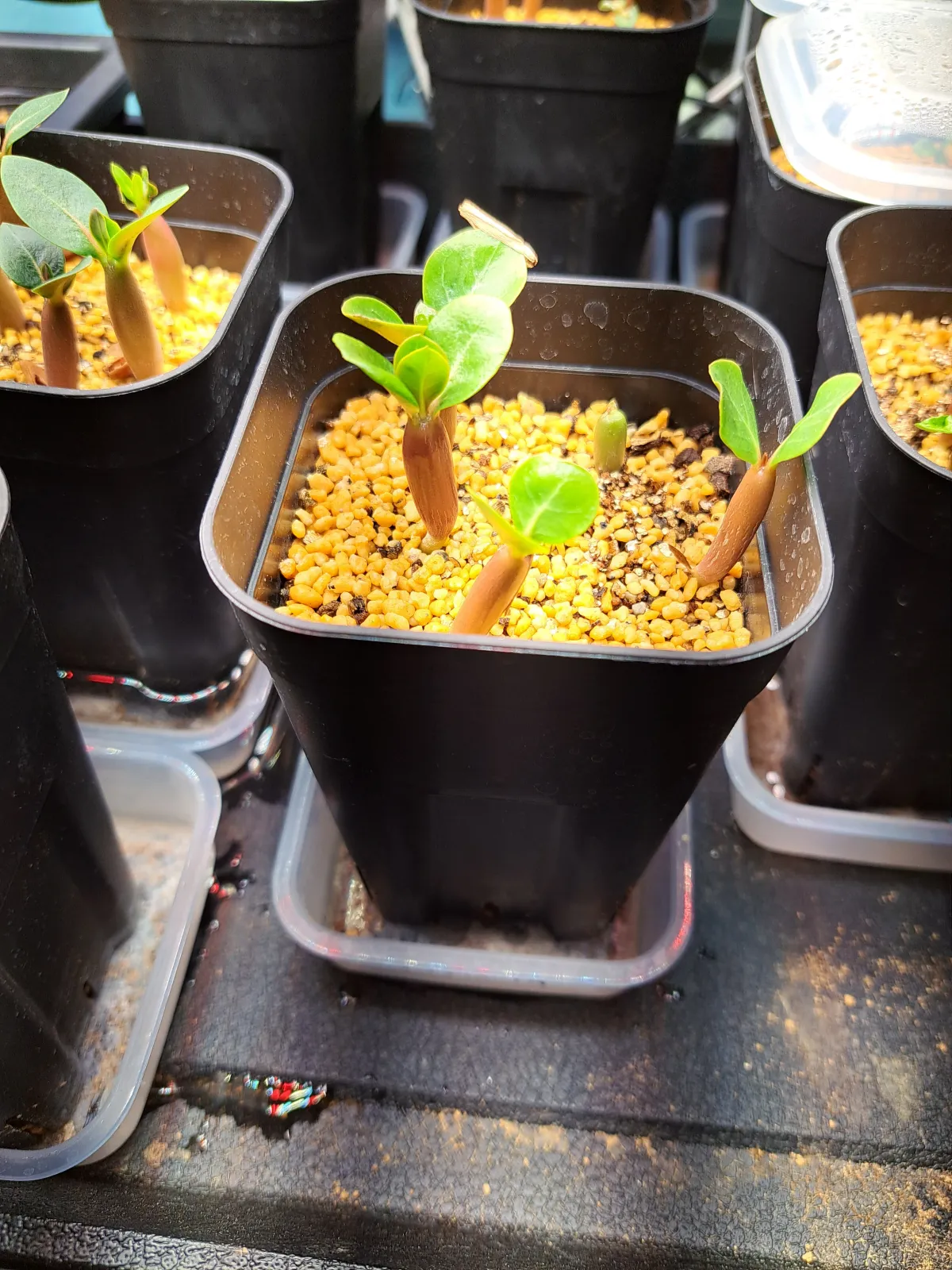 Adenium multiflorum (アデニウム マルチフローラム)