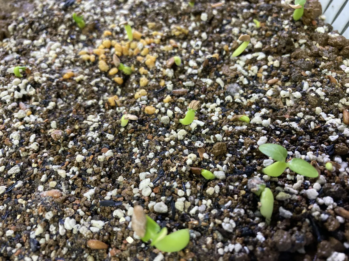 Pachypodium densiflorum var. brevicalyx (パキポディウム ブレビカリックス)