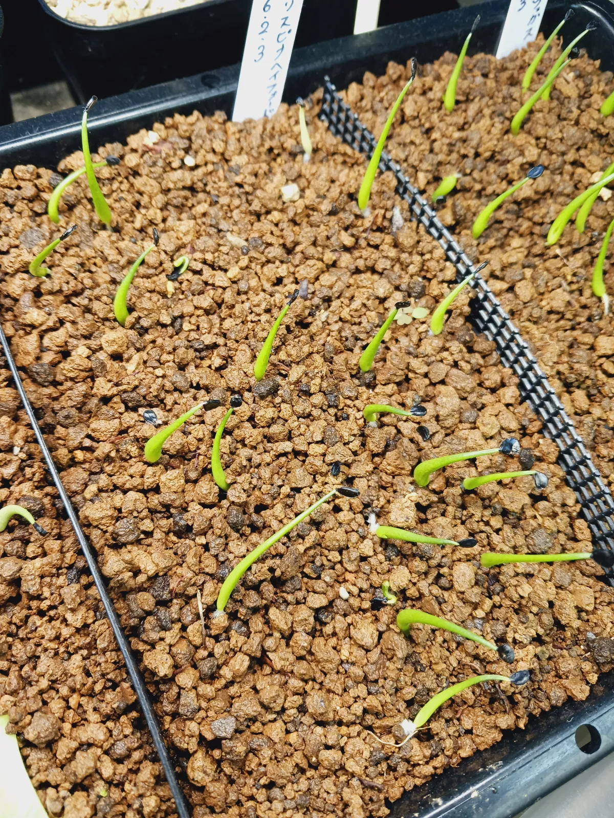 Agave utahensis var. eborispina 'Hayford' (アガベ エボリスピナ ヘイフォード)