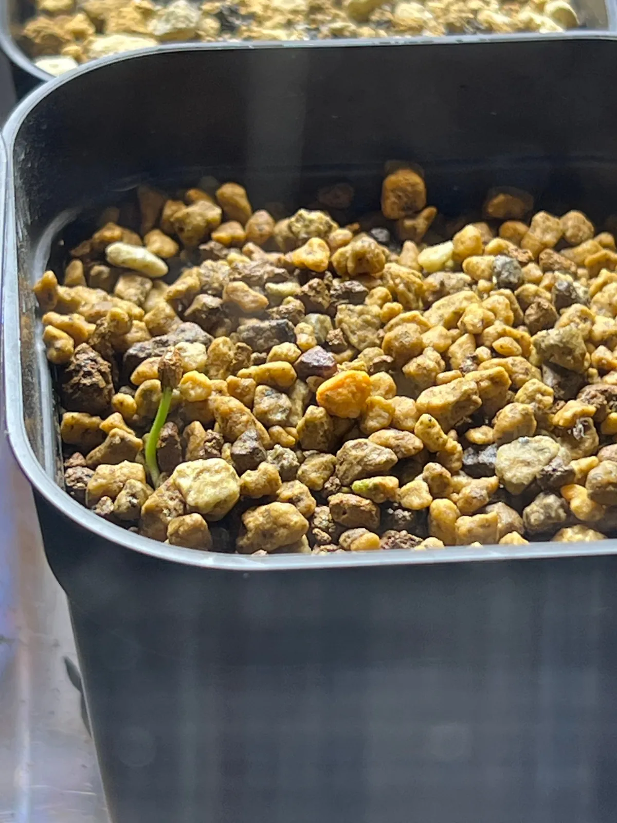 Adenia glauca (アデニア グラウカ)