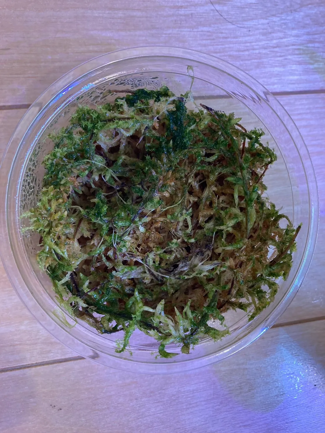 Tillandsia incarnata (ティランジア インカルナータ)