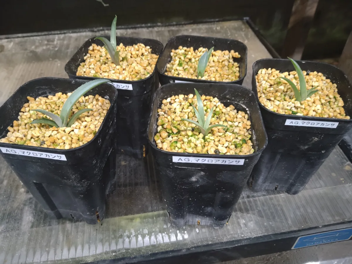 Agave macroacantha (アガベ マクロアカンサ 八荒殿)