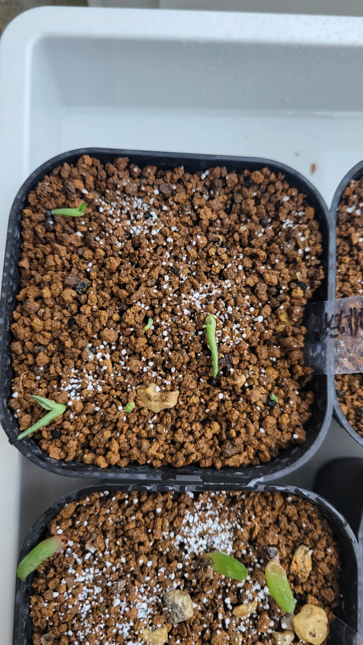 Agave schidigera White Stripe (アガベ シジゲラ ホワイトストライプ)