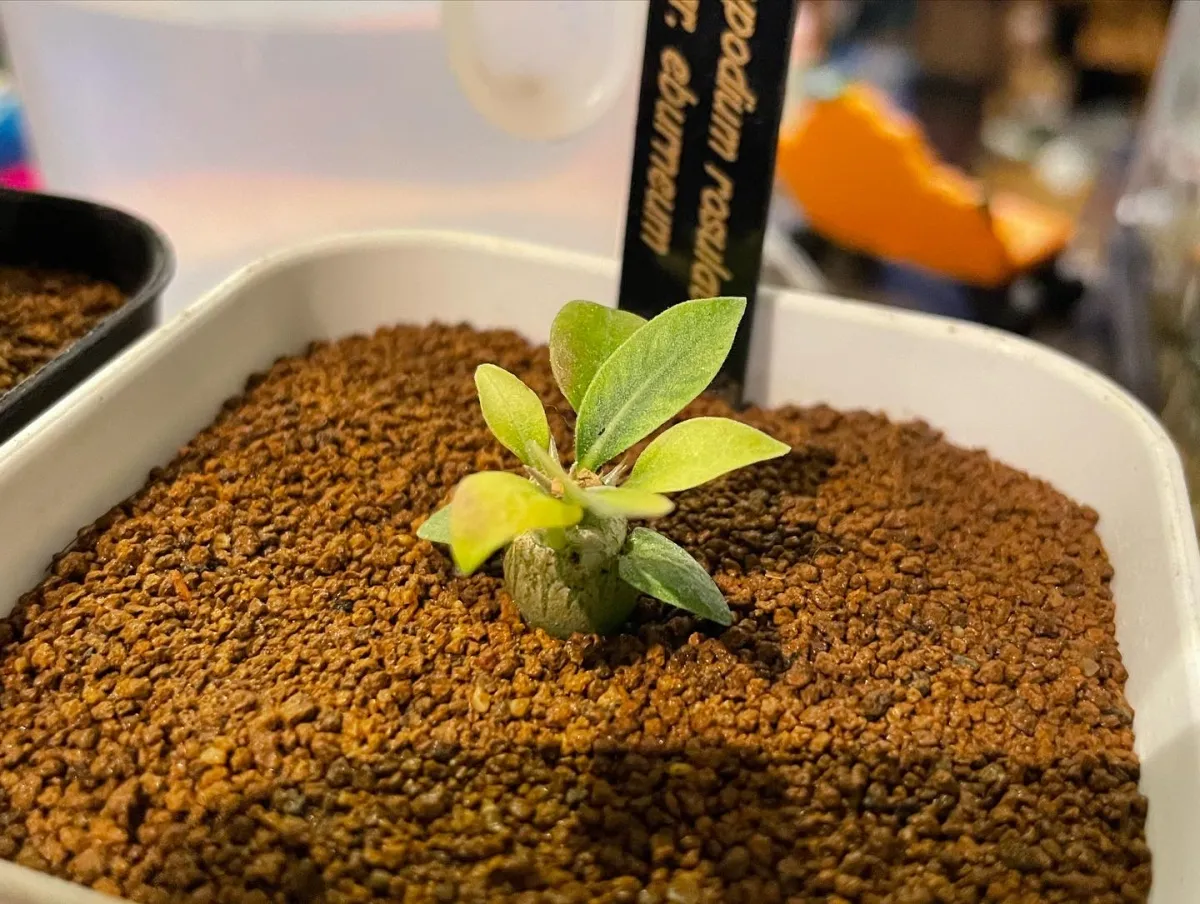 Pachypodium rosulatum var. eburneum (パキポディウム エブレネウム)