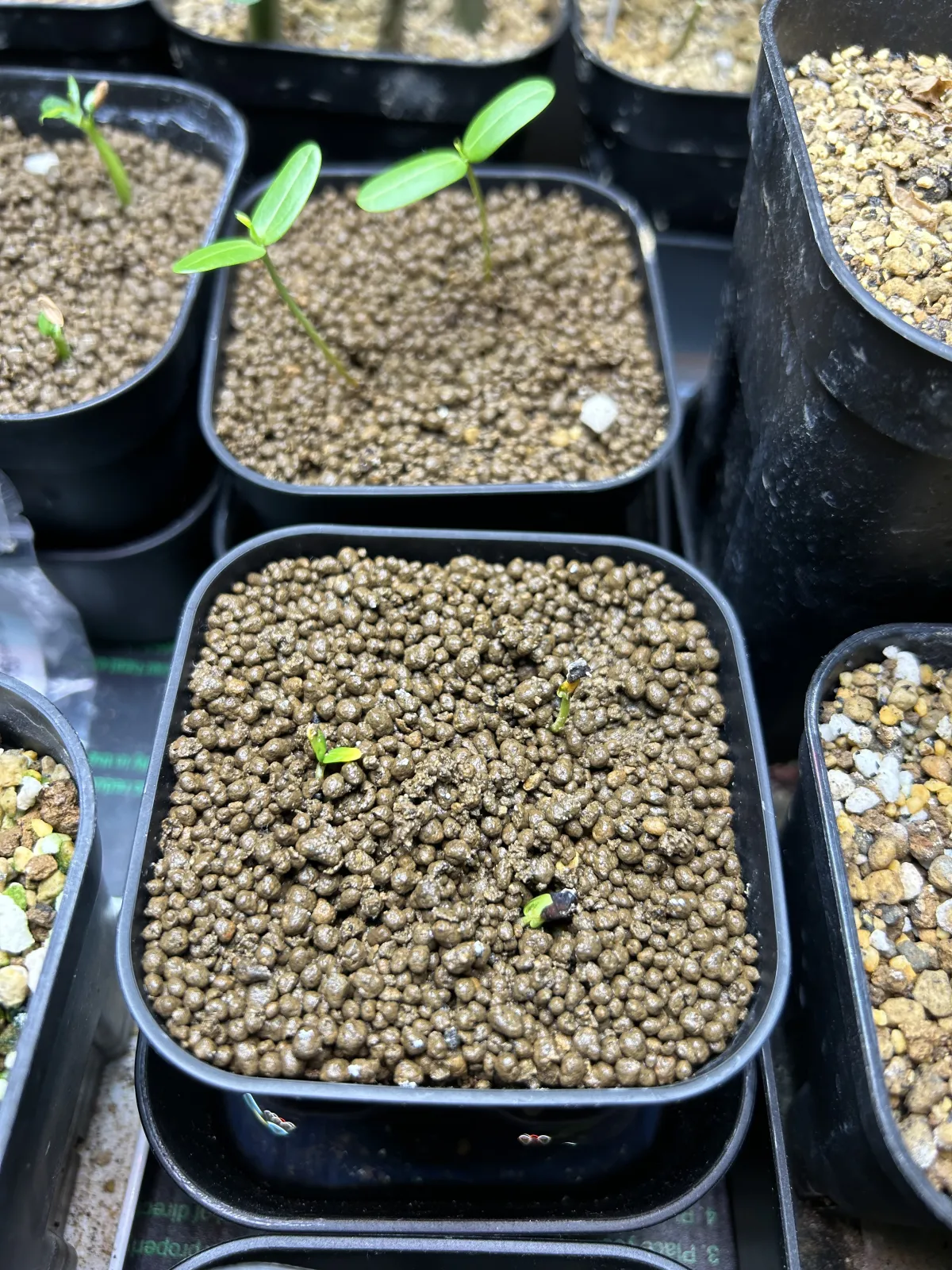 Senna meridionalis (センナ メリディオナリス)