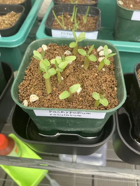 Pachypodium rosulatum (パキポディウム ロスラーツム)